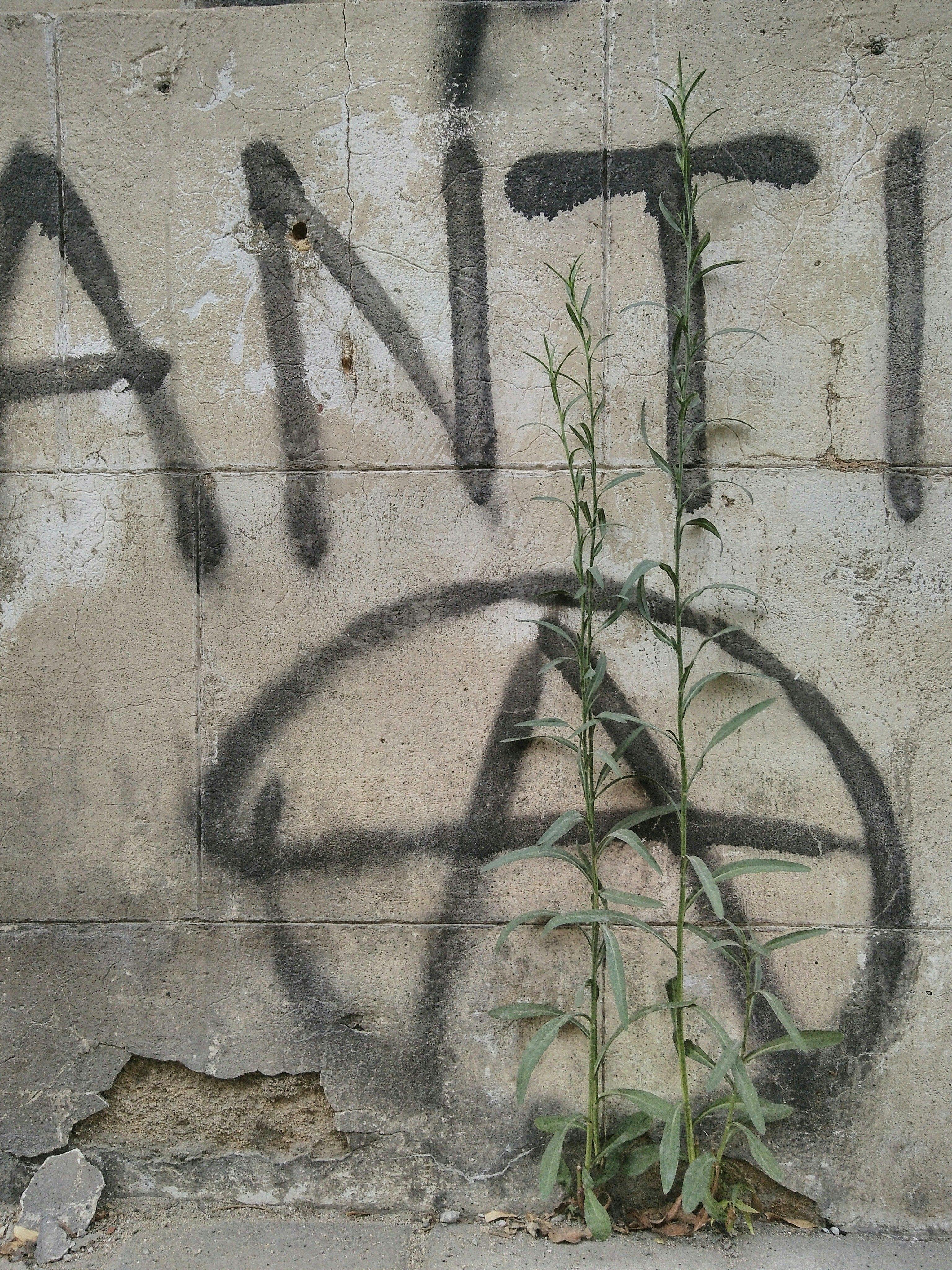 graffiti-wall-weeds.jpg