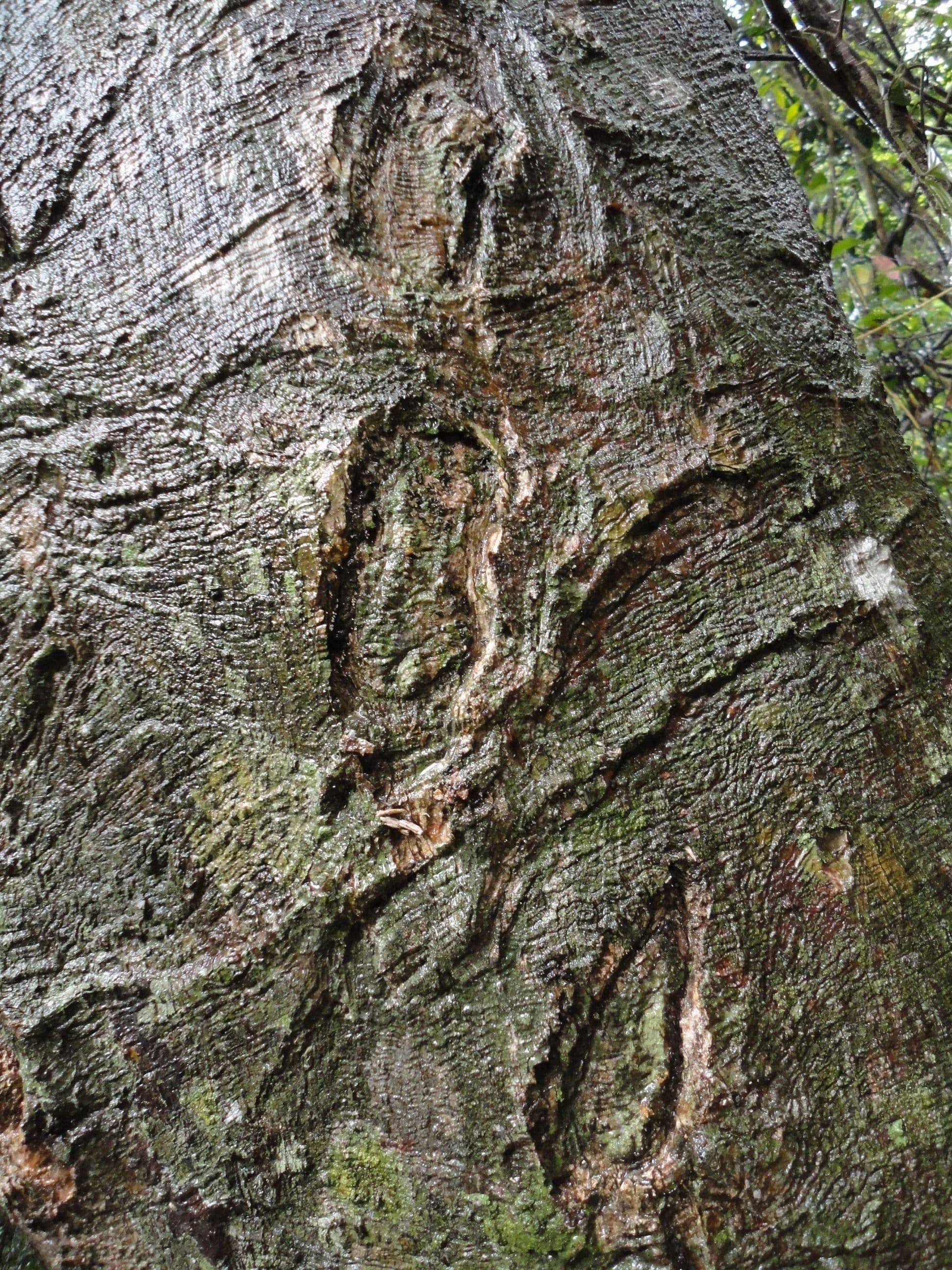 antiaris-toxicaria-bark.JPG
