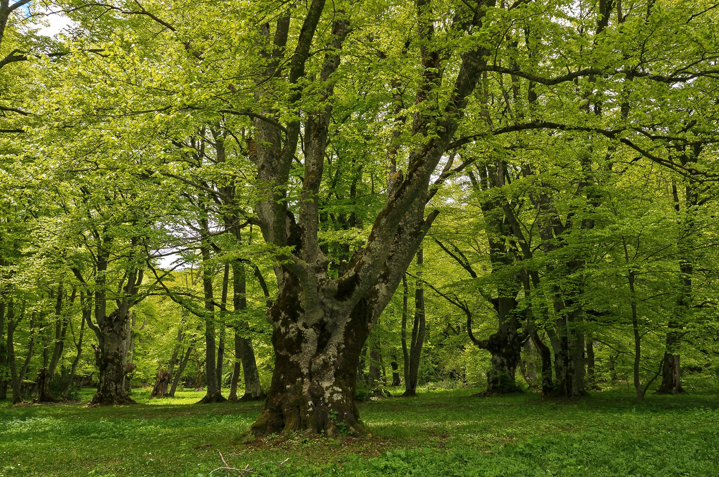beech-forest.jpg