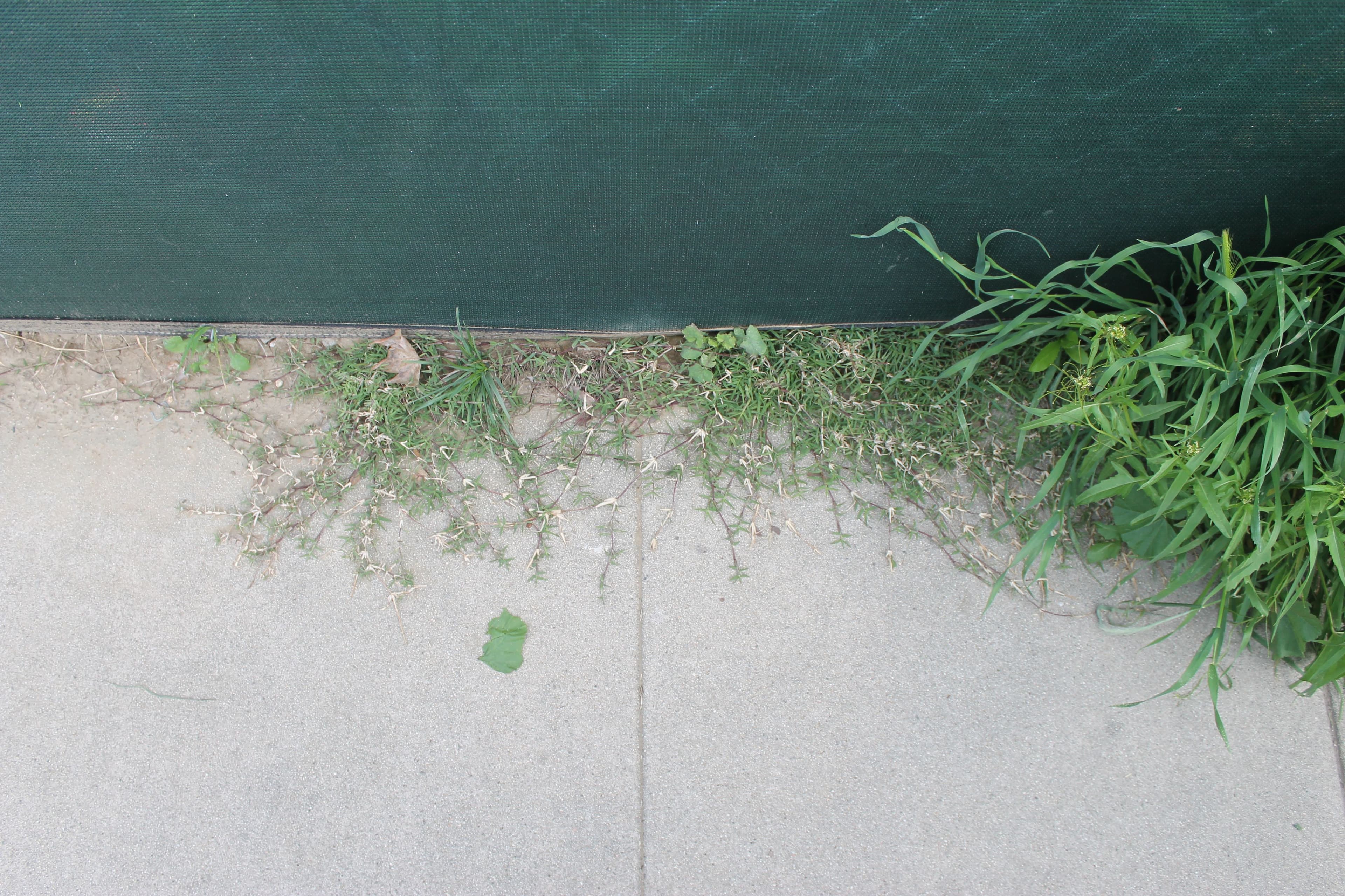 bermuda-grass-green-netting.JPG