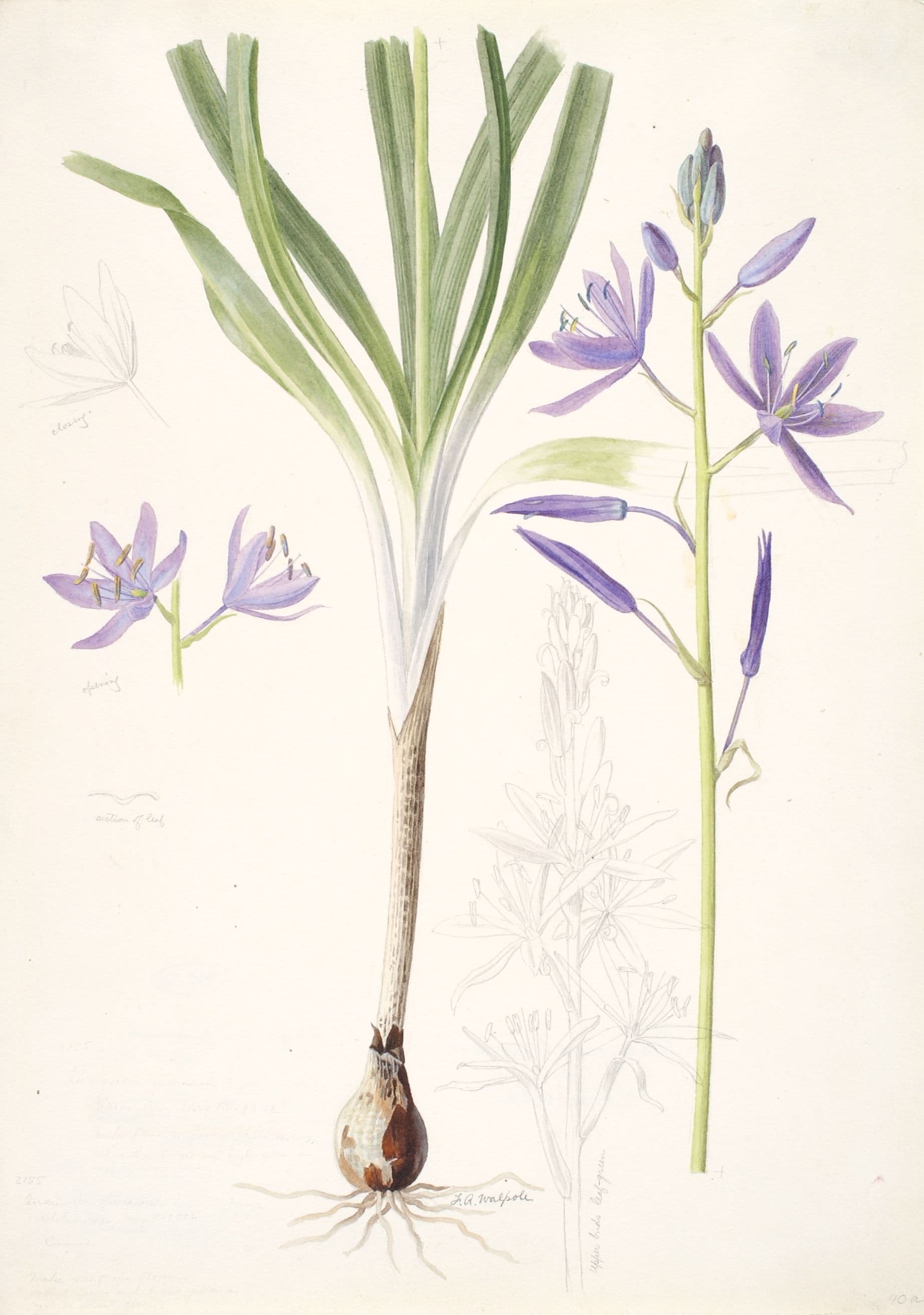 camas-illustration.jpg