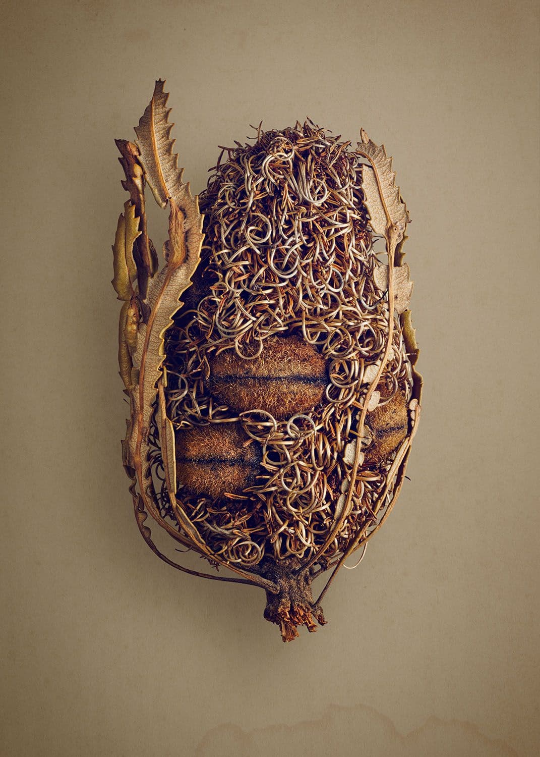 candlestick-banksia.jpg