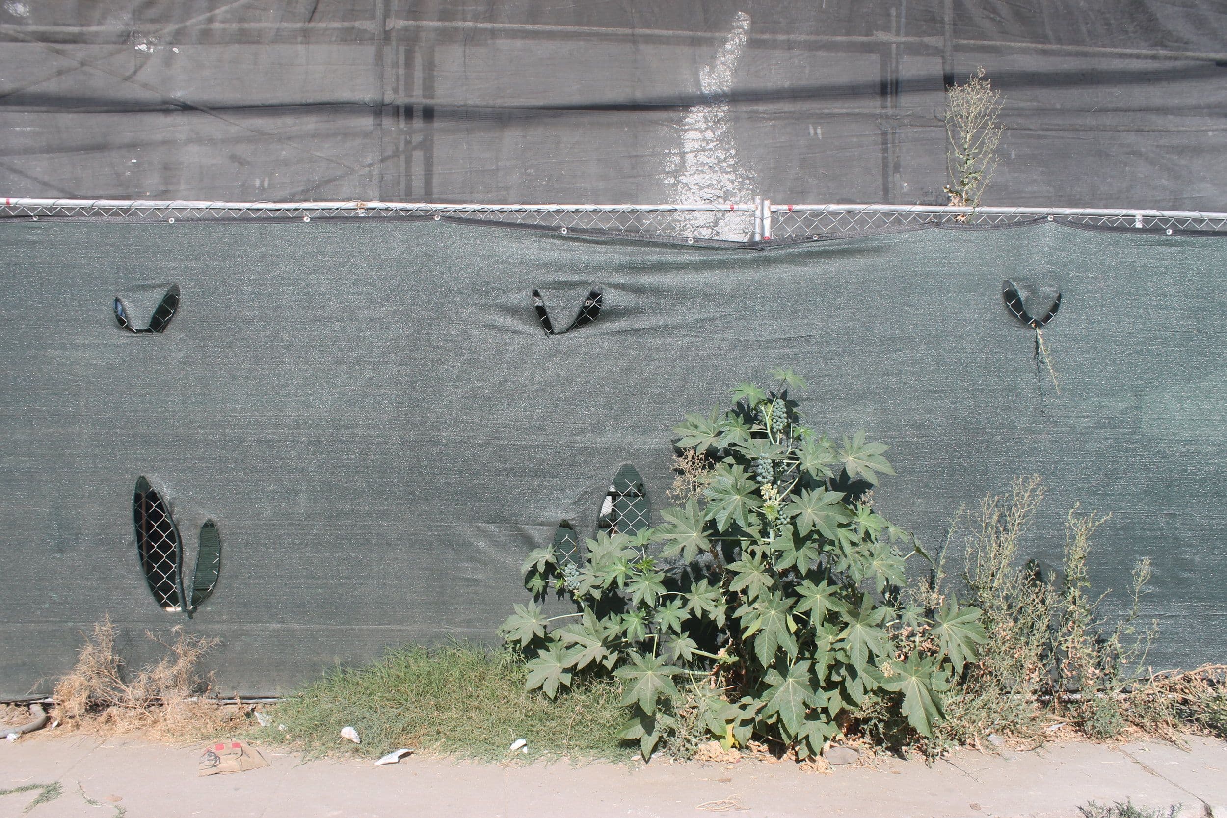 castor-bean-by-roadside.jpeg