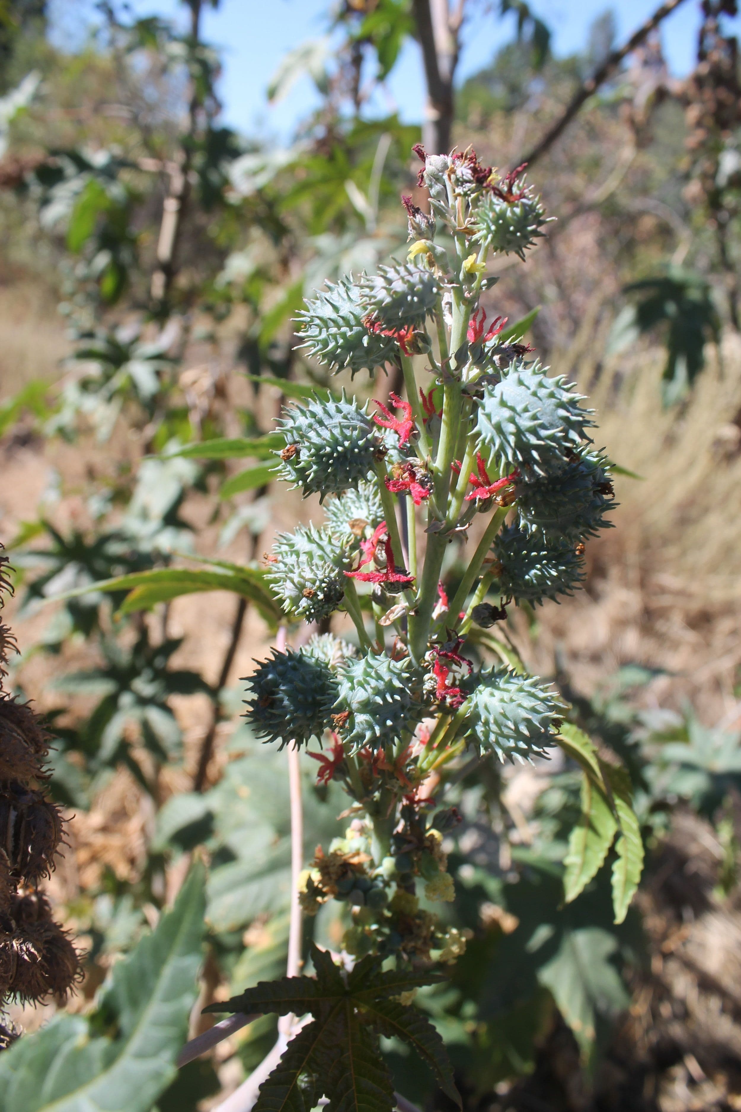 castor-bean-fruit.jpeg