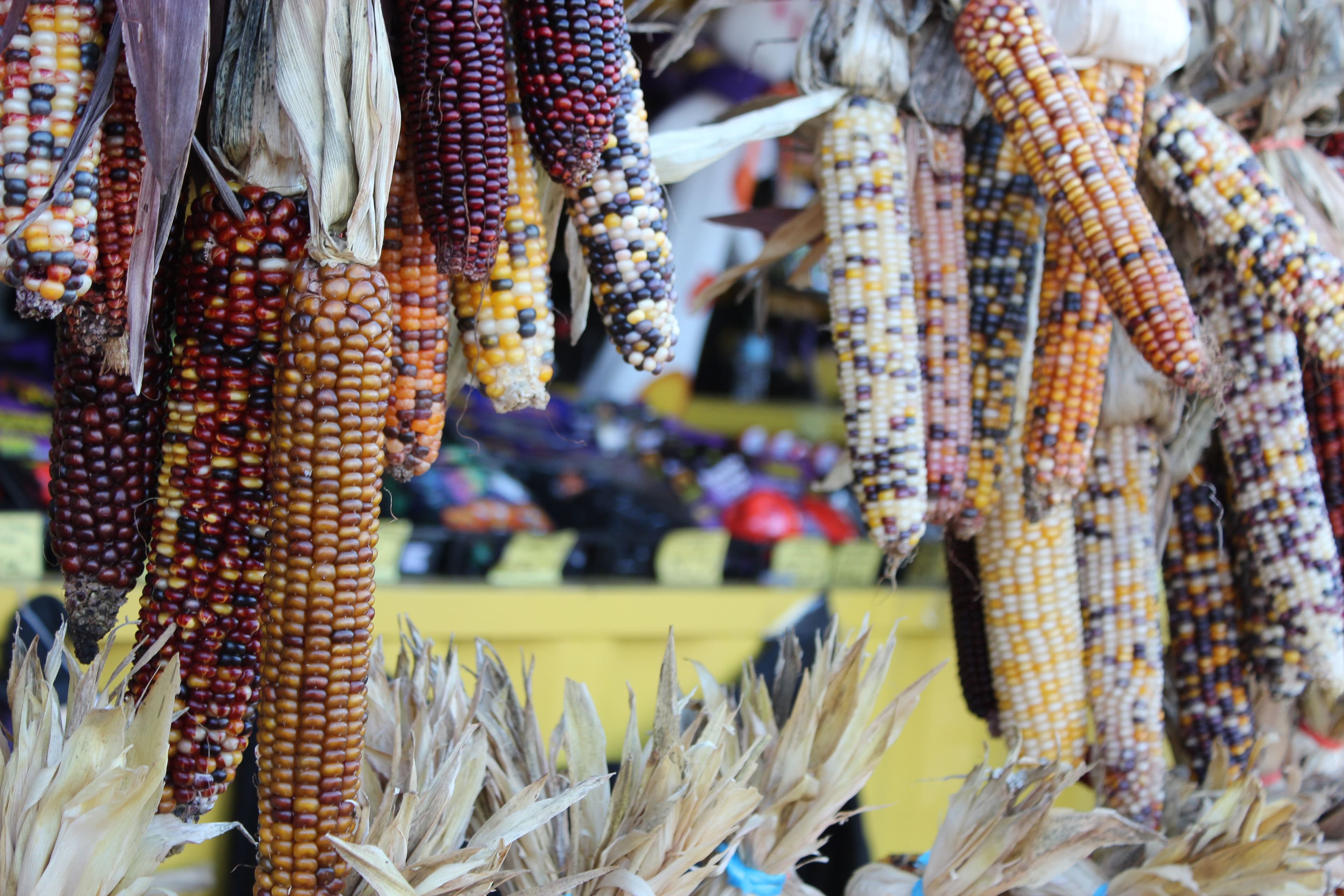 colourful-corn.jpg