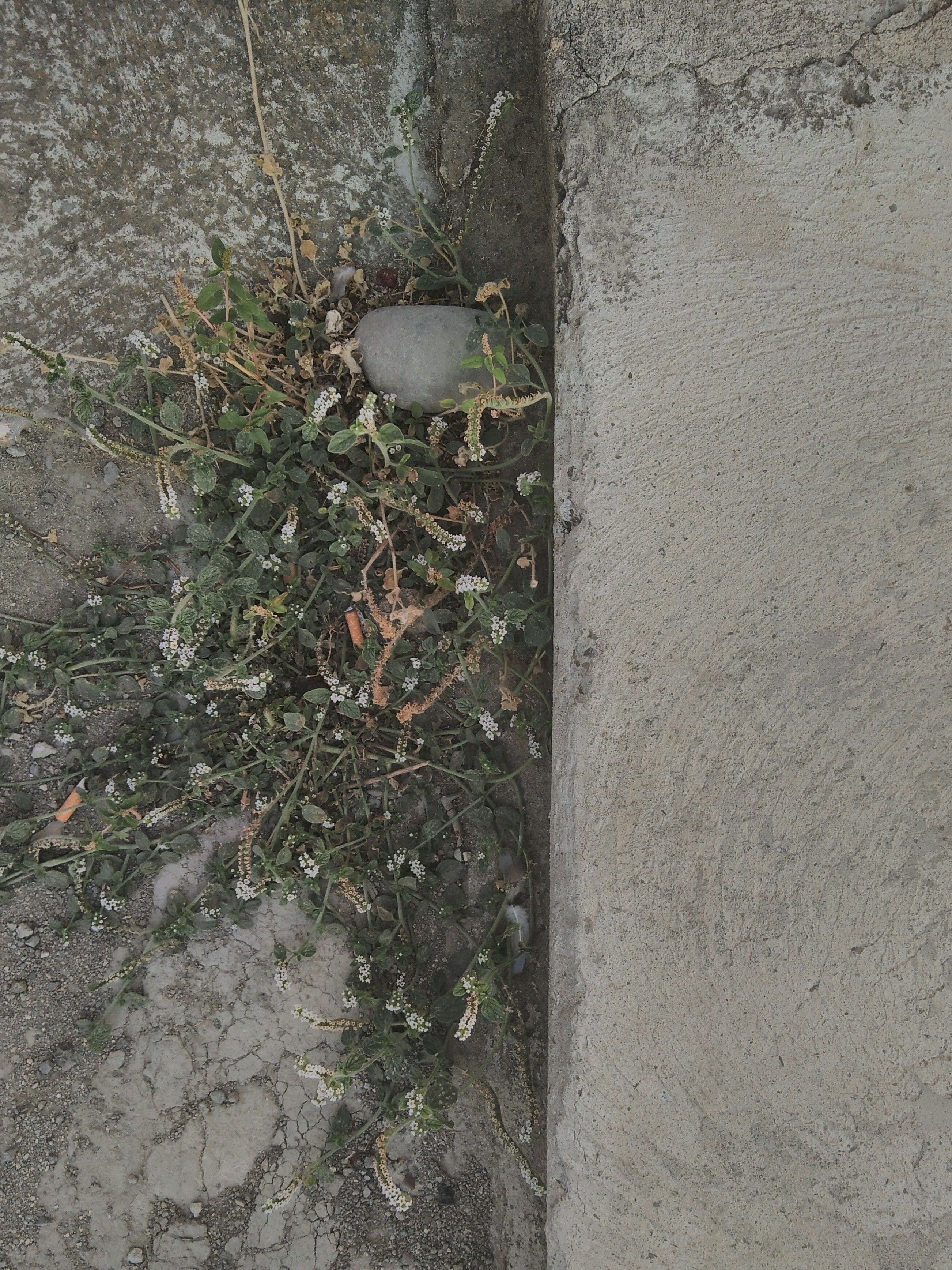 curbside-weeds.jpg