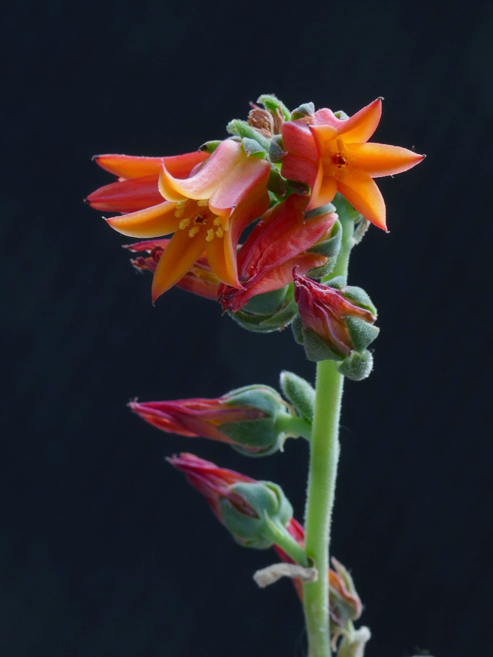 echeveria-elegans.jpg