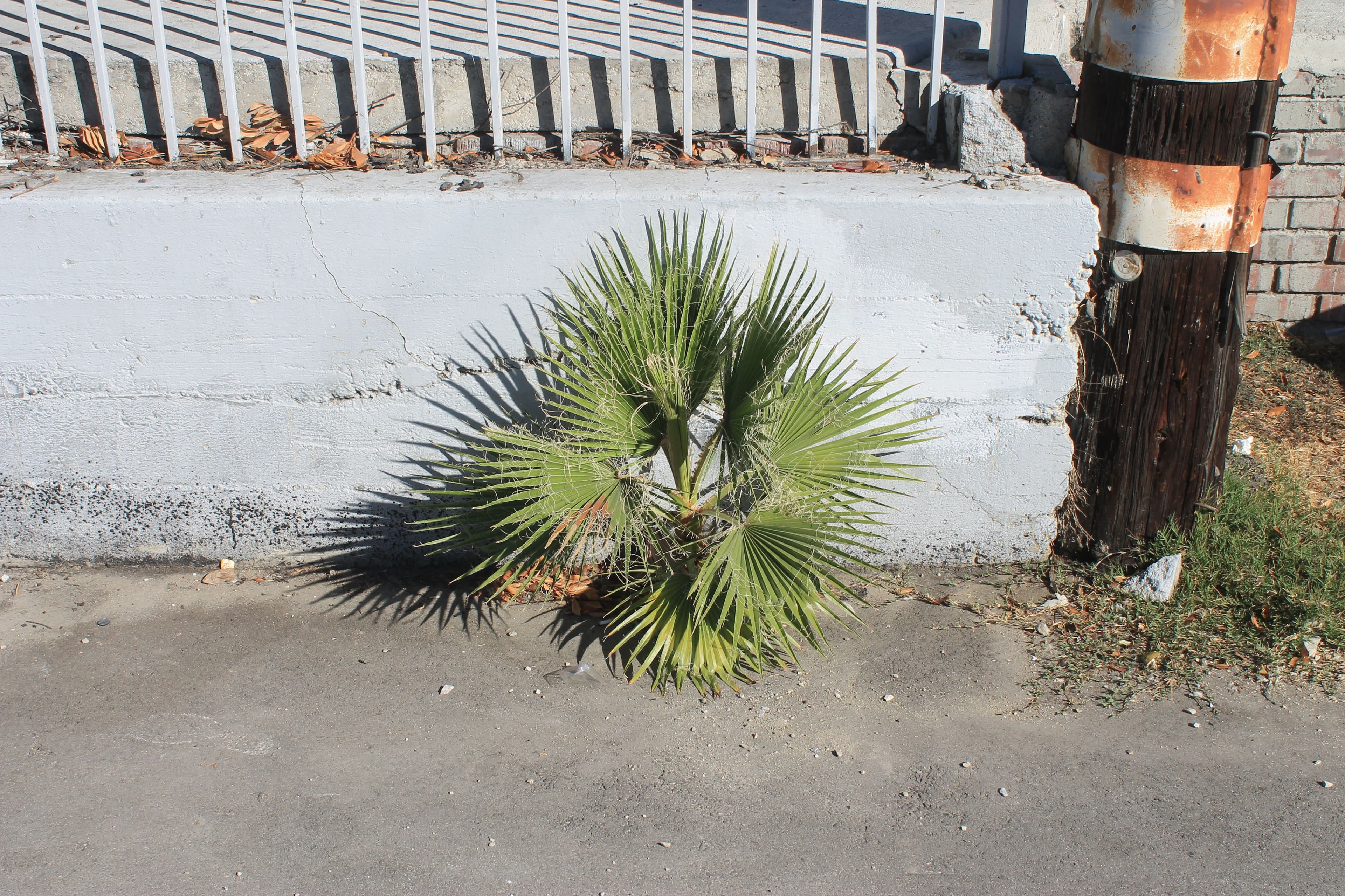 fan-palm-on-pavement.JPG
