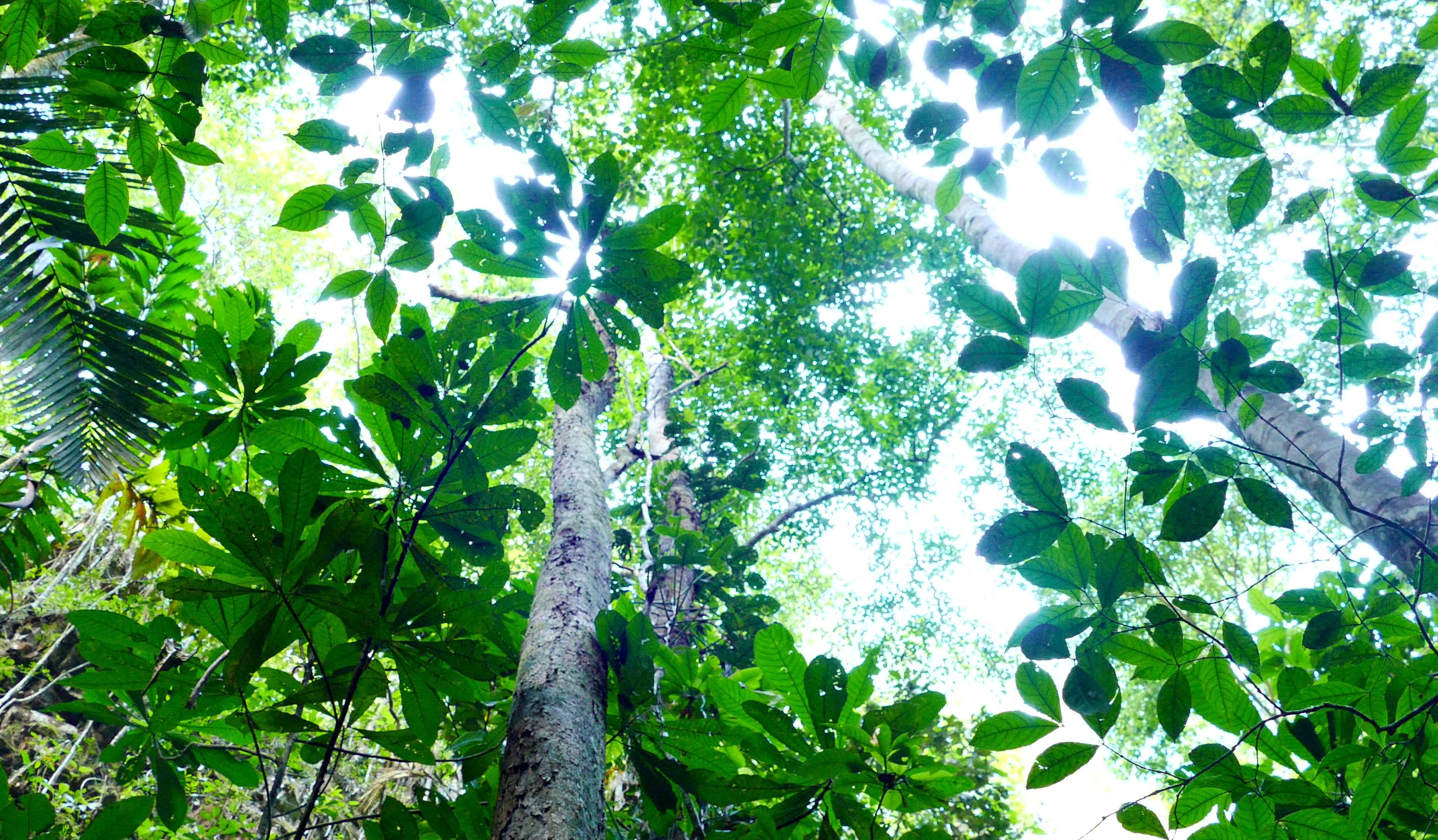 foliage-maniri-forest.jpg