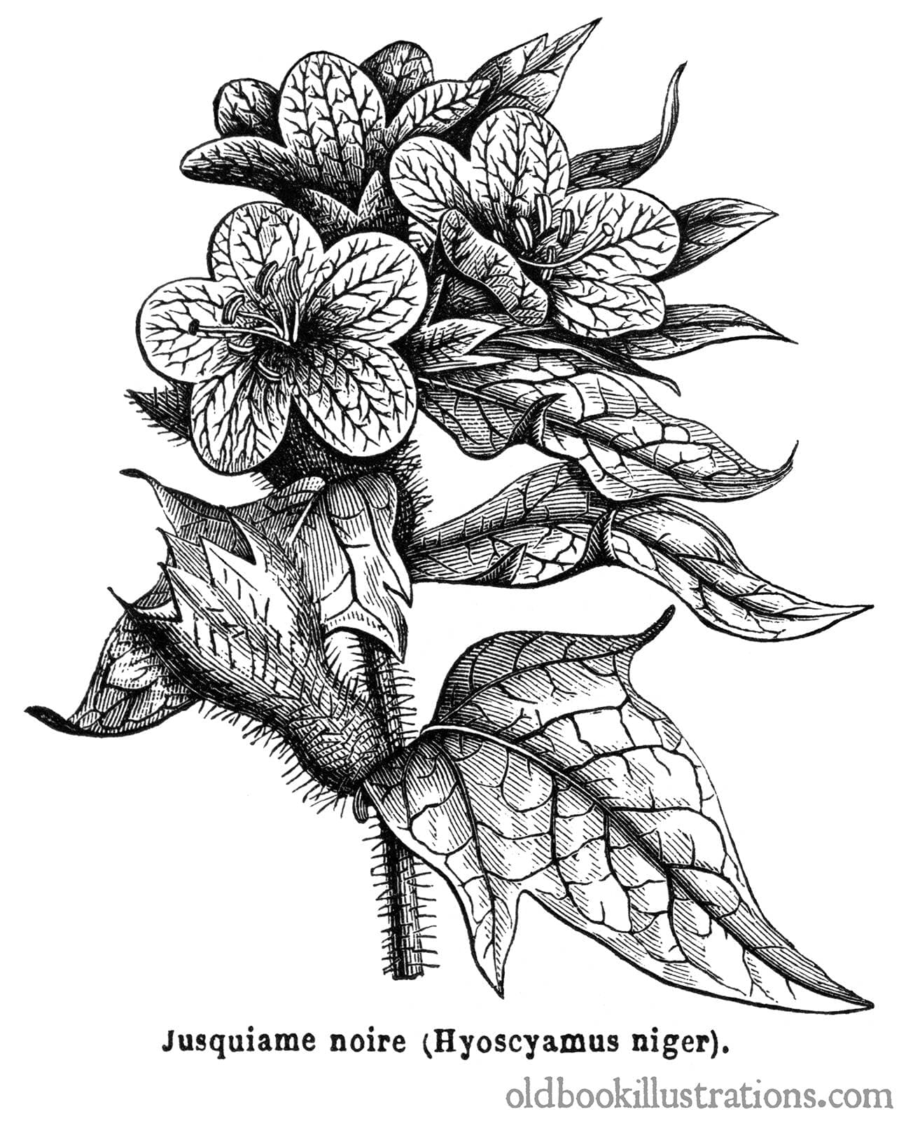 grayscale-henbane-illustration.jpeg