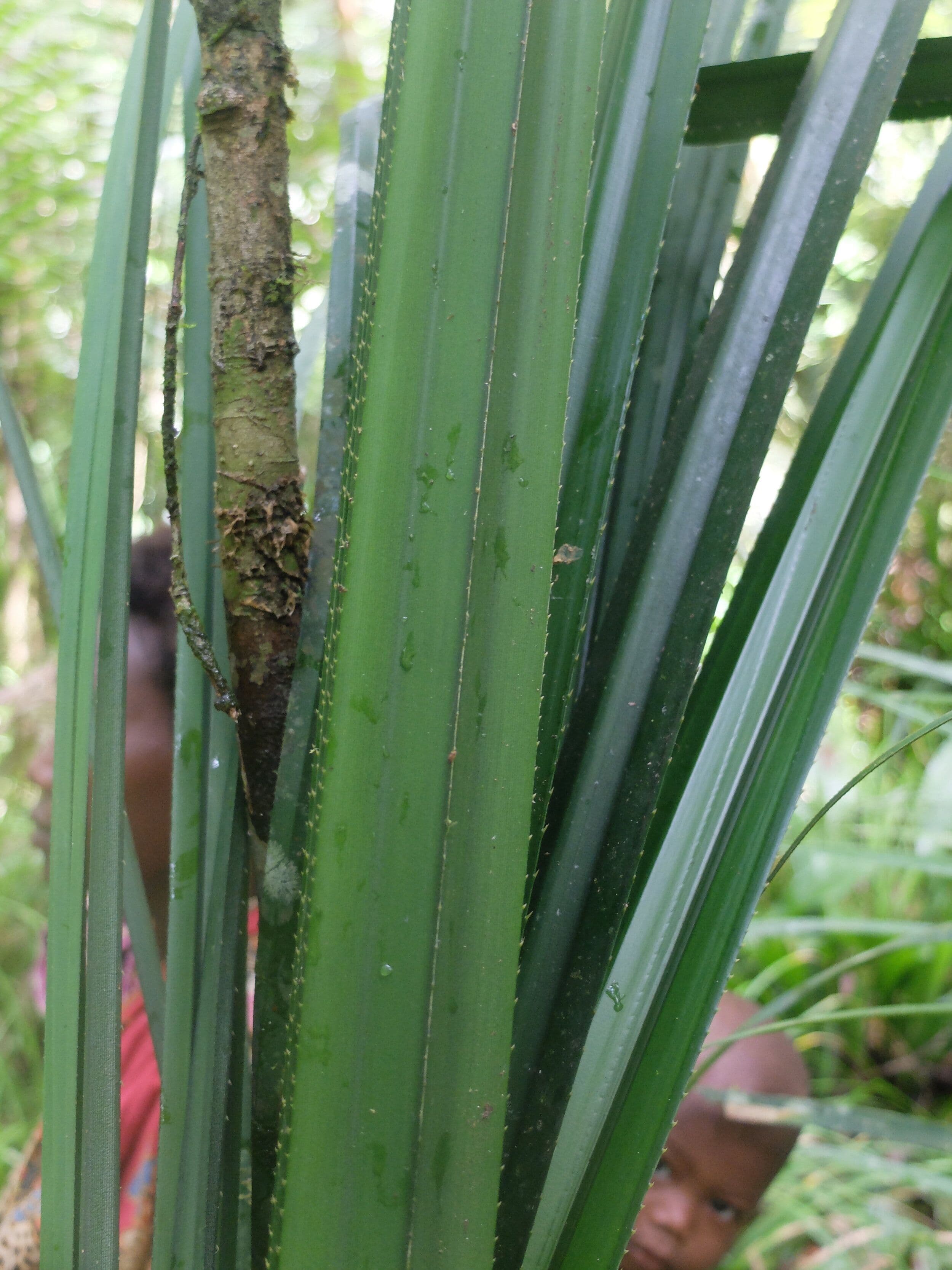 hakɛʔ-kayuʔ-pandanus.jpeg