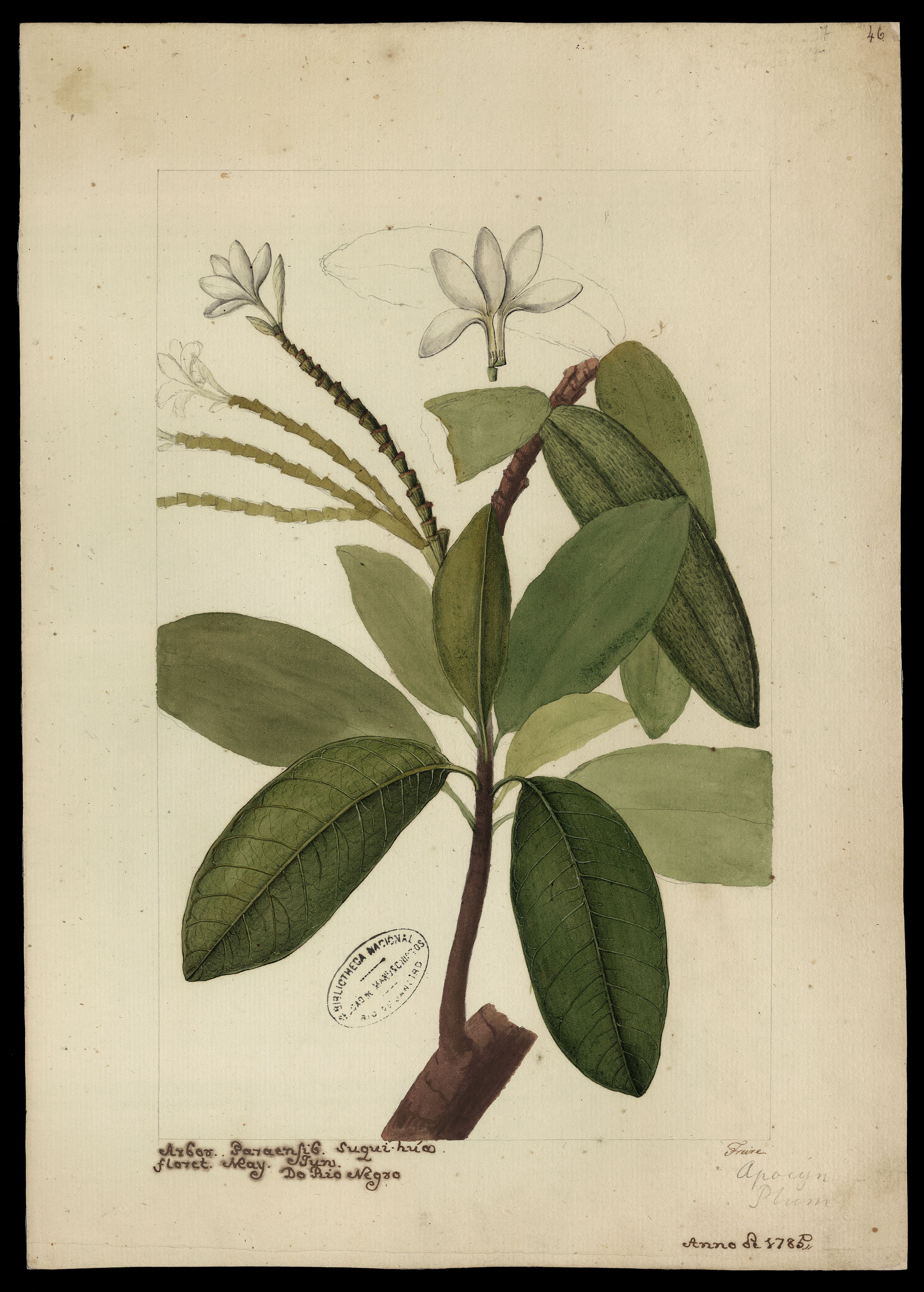 himatanthus-sucuuba-illustration.jpg