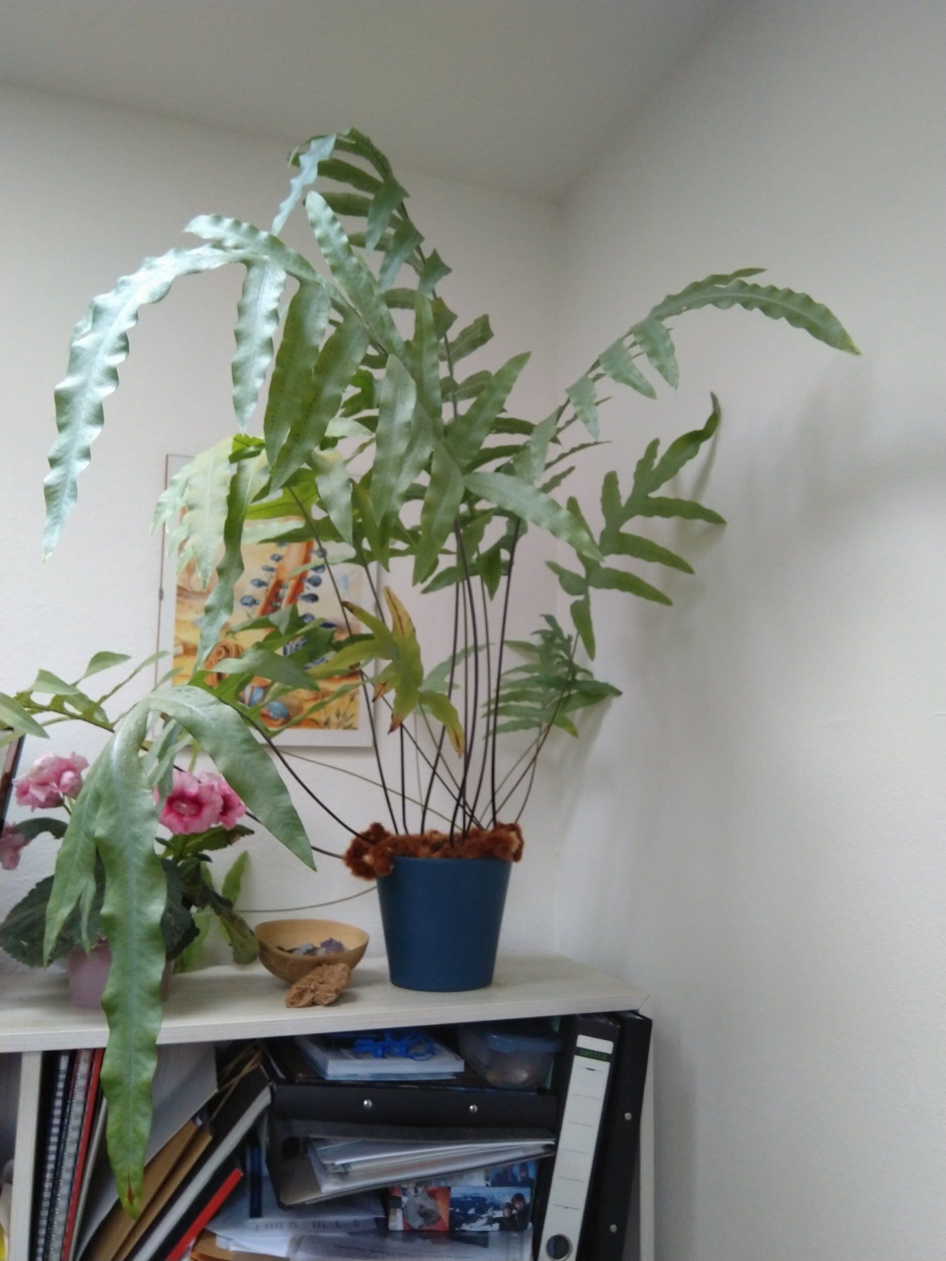 houseplant.jpeg