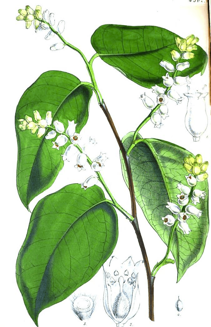 lagetta-lintearia.png