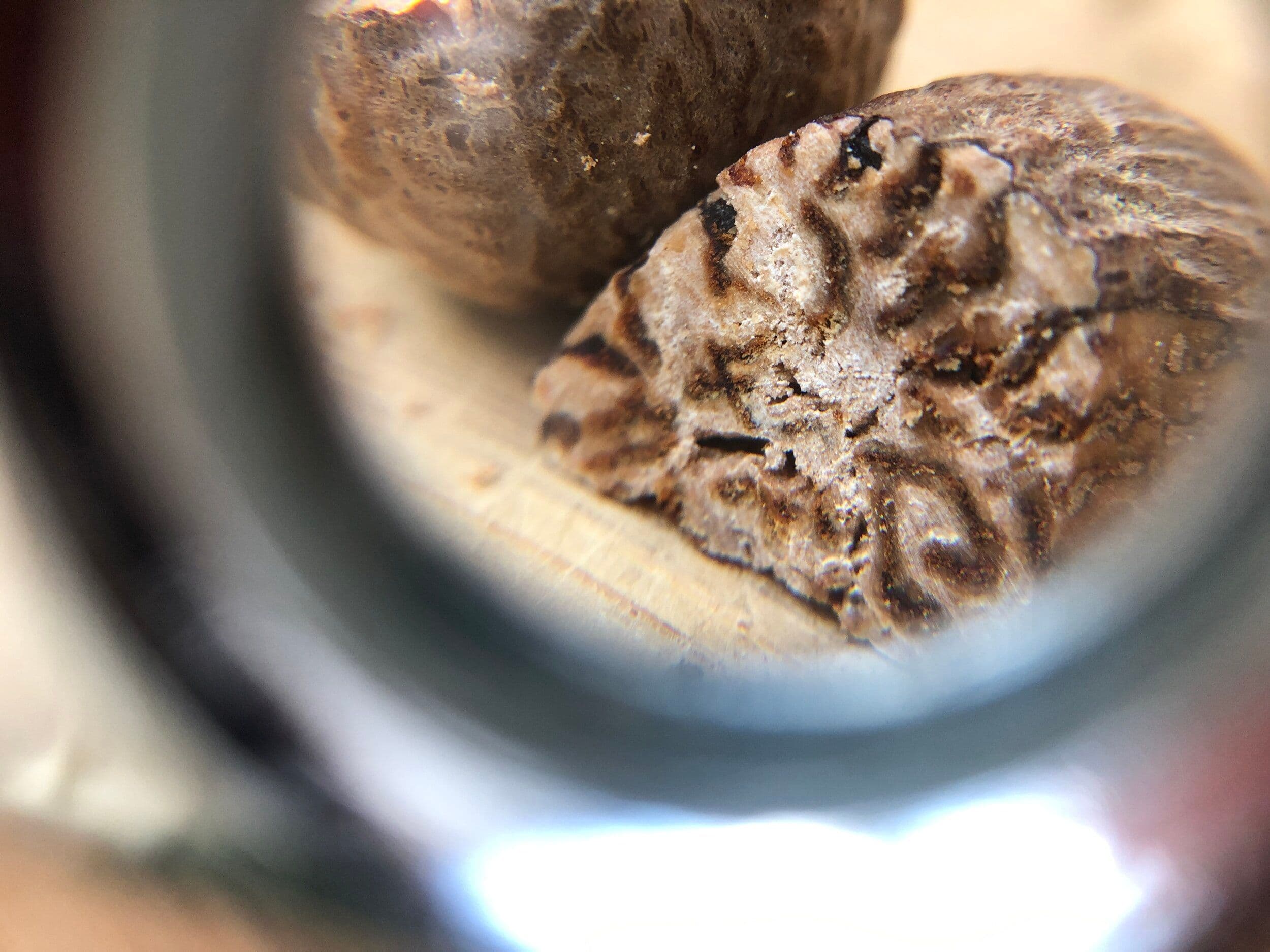 magnified-nutmeg-seed.jpeg