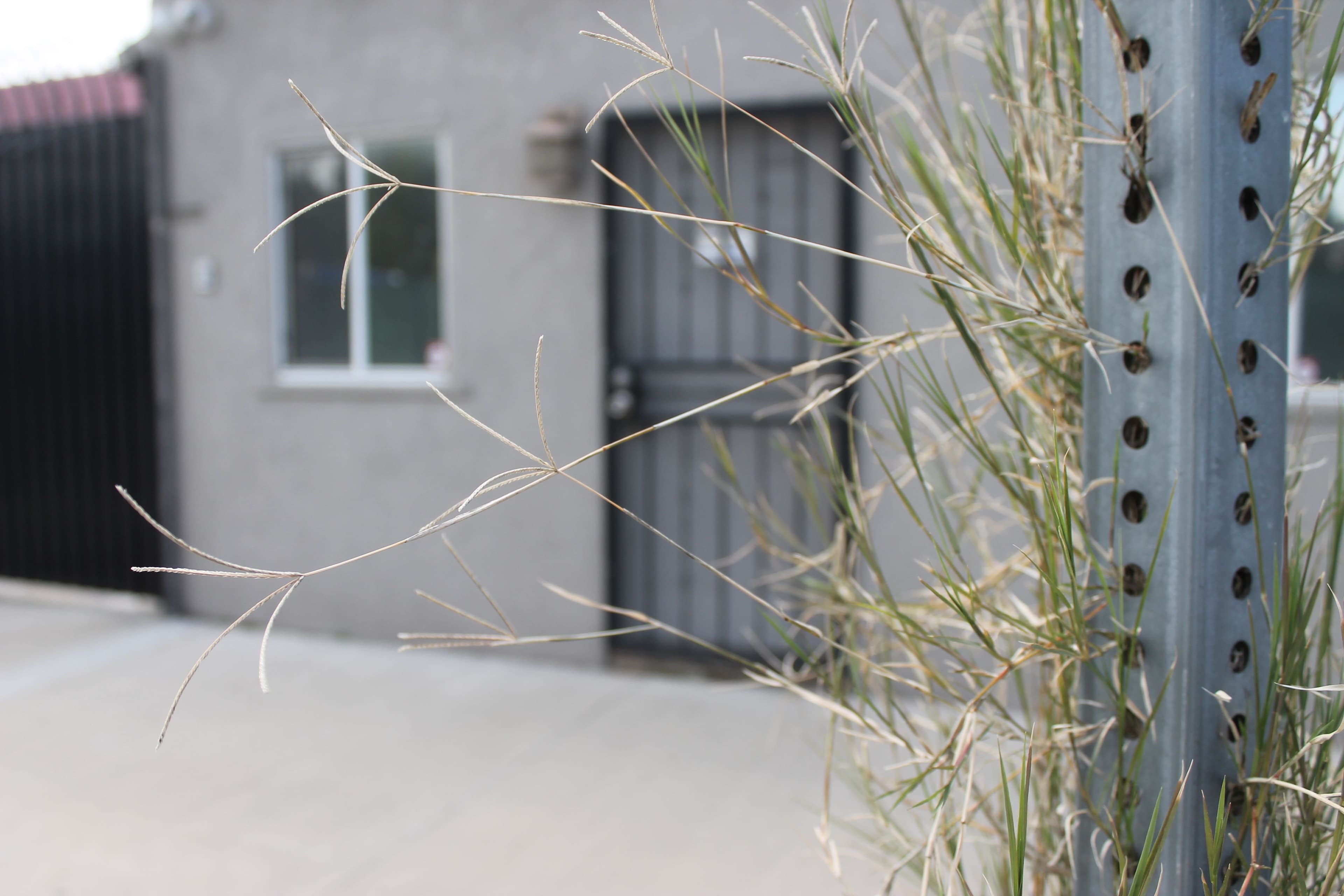 metal-pole-bermuda-grass.JPG