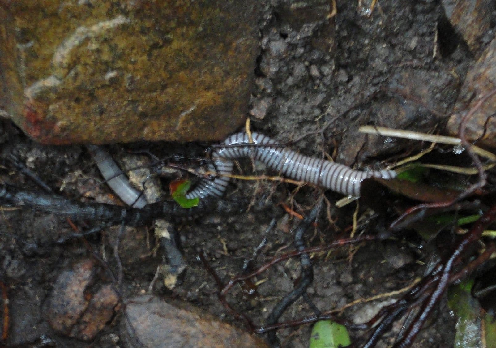 mountain-worm.jpg