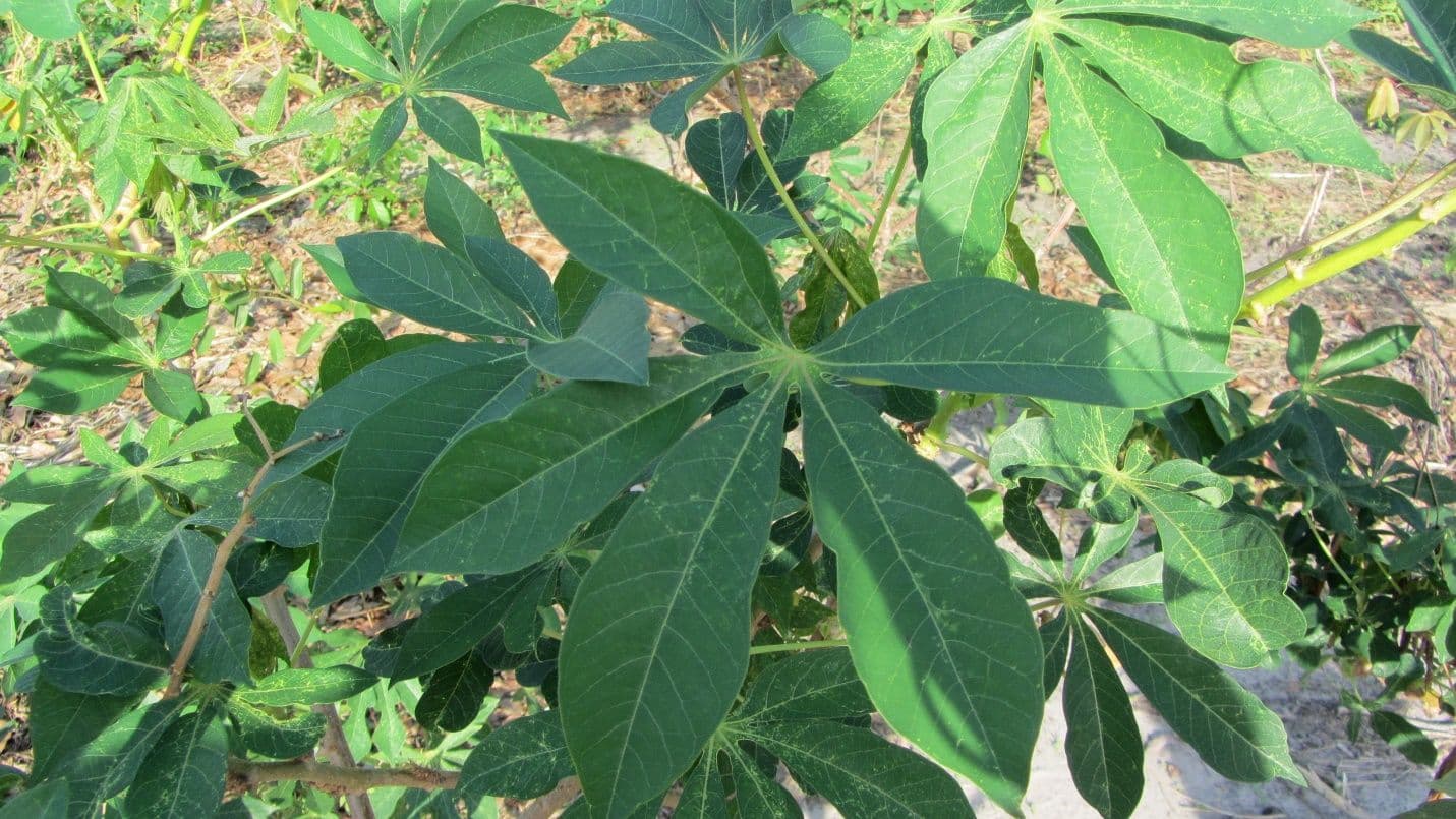 non-binary-waiputre-leaves.jpeg