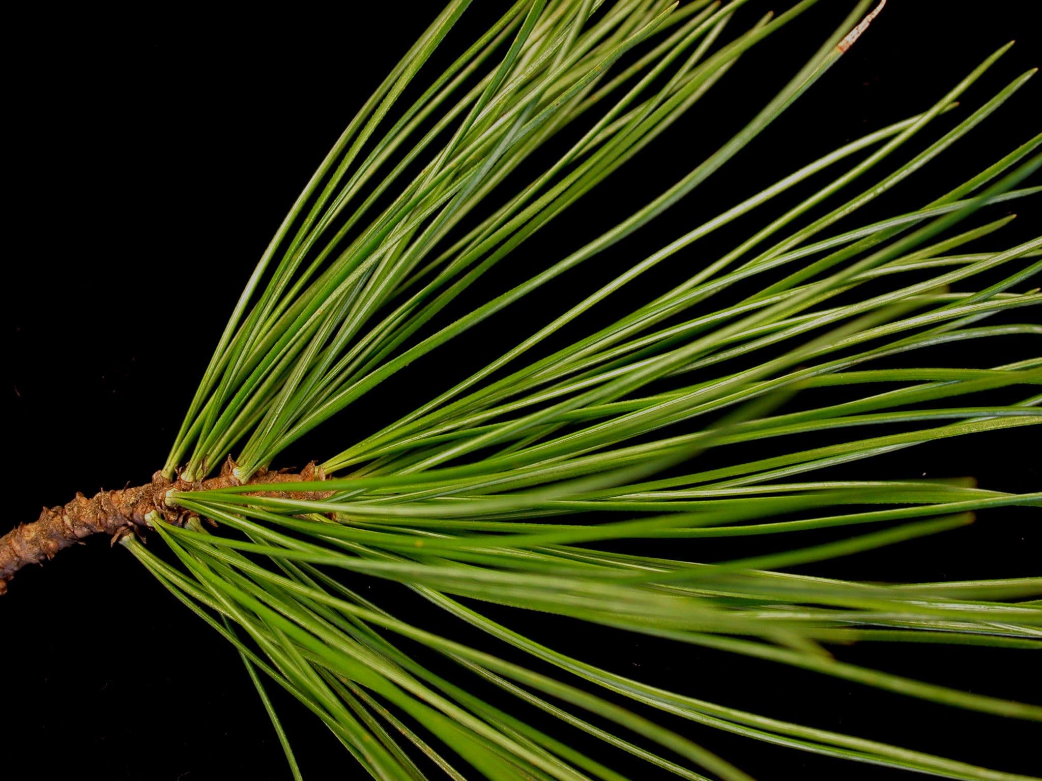pinus-strobus-needles-closeup.jpg
