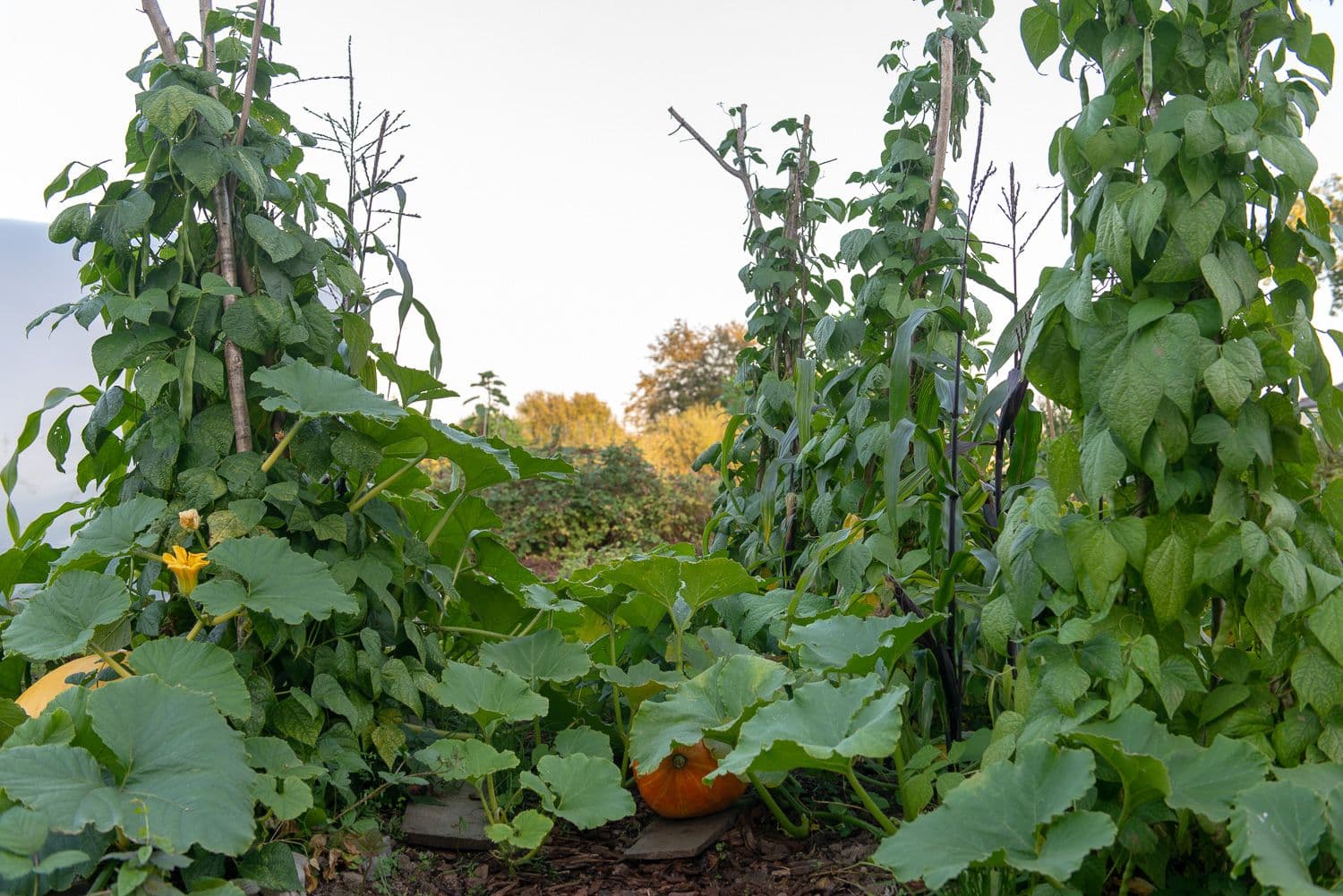pumpkin-urban-garden.jpg