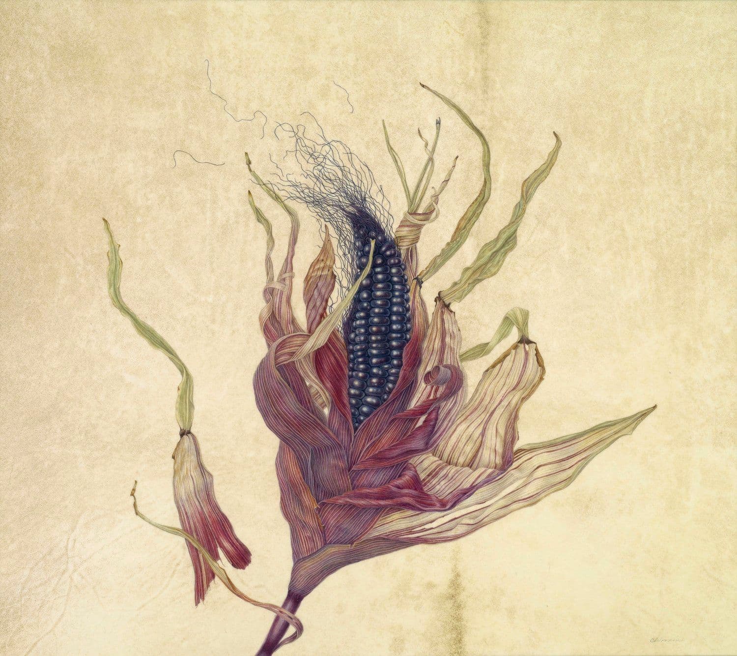 purple-corn-by-carol-woodin.jpeg