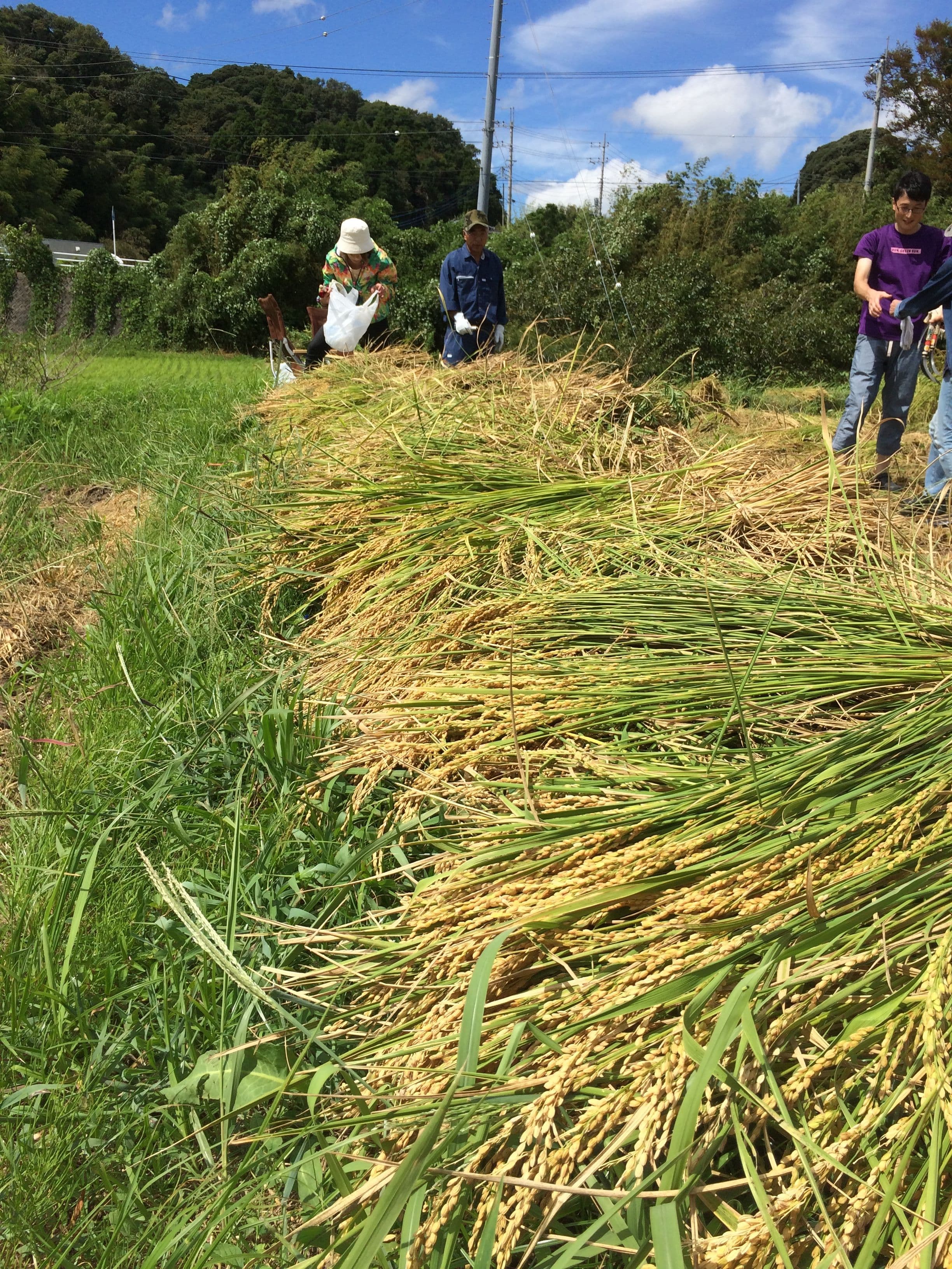 rice-cropping.JPG