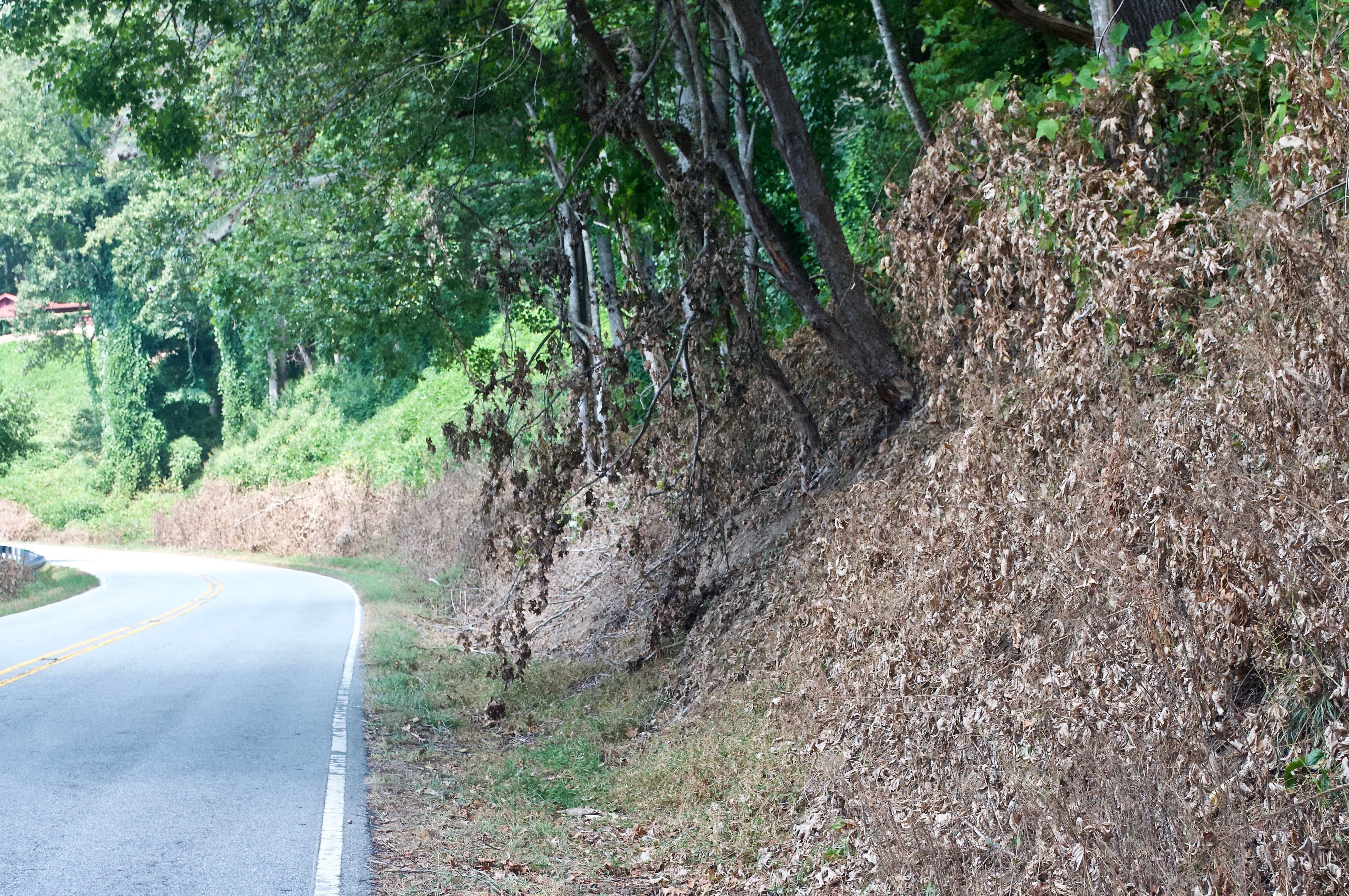roadside-kudzu.jpeg
