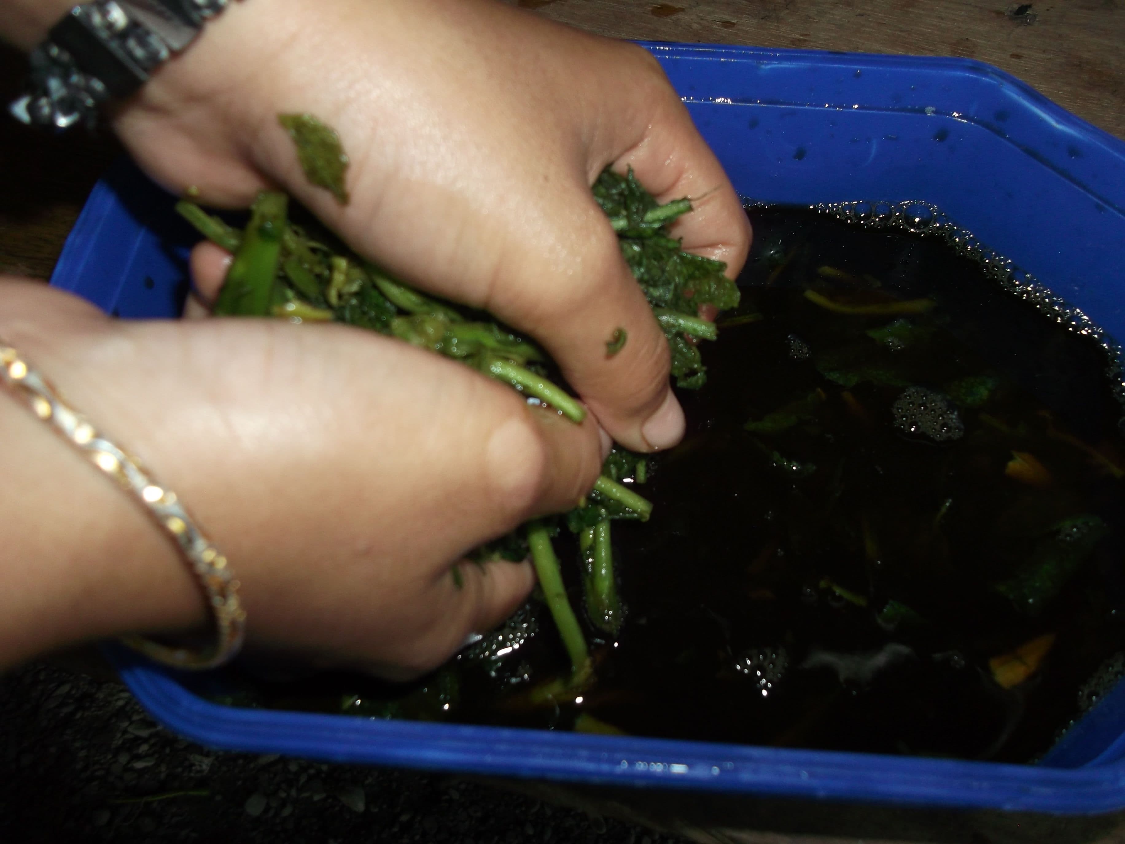 sambong-leaves-squeezed.JPG