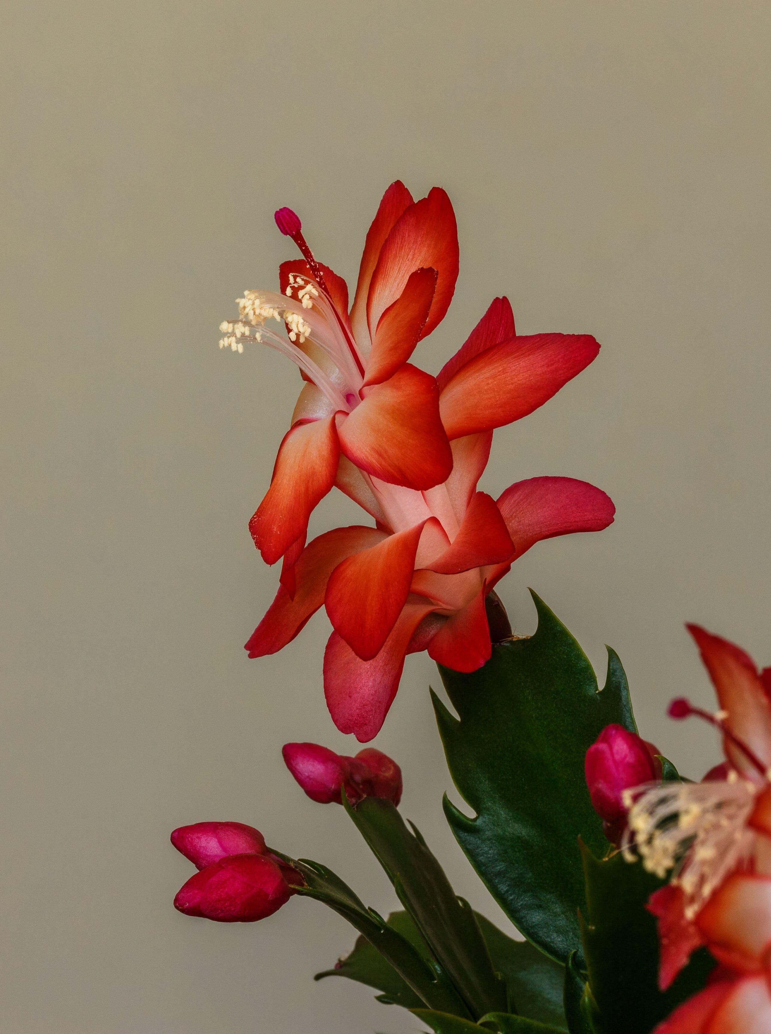 schlumbergera.jpg