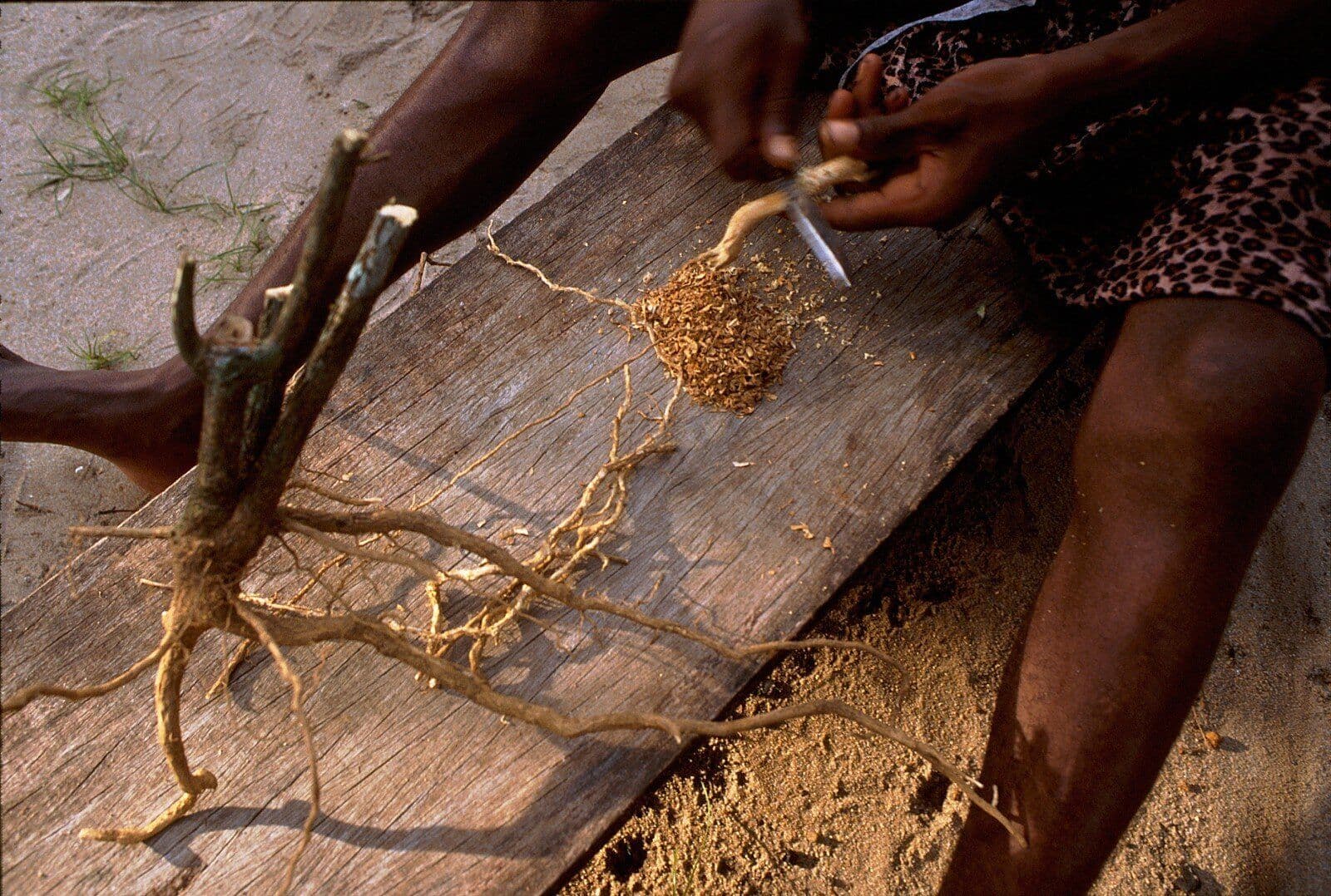 shaman-preparing-iboga-root.jpeg