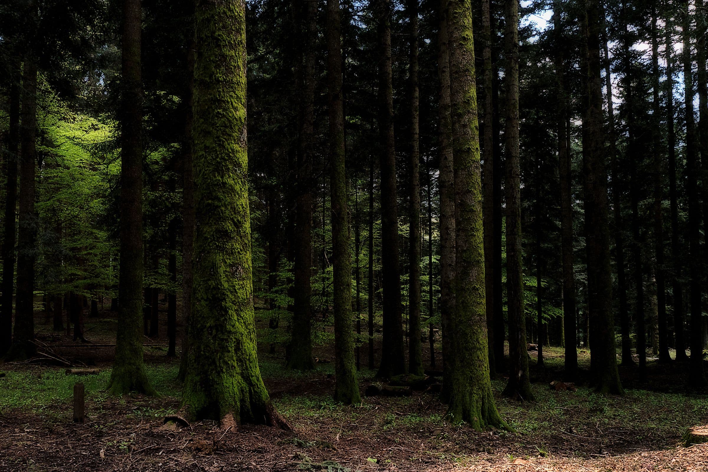 silver-fir-forest.jpg