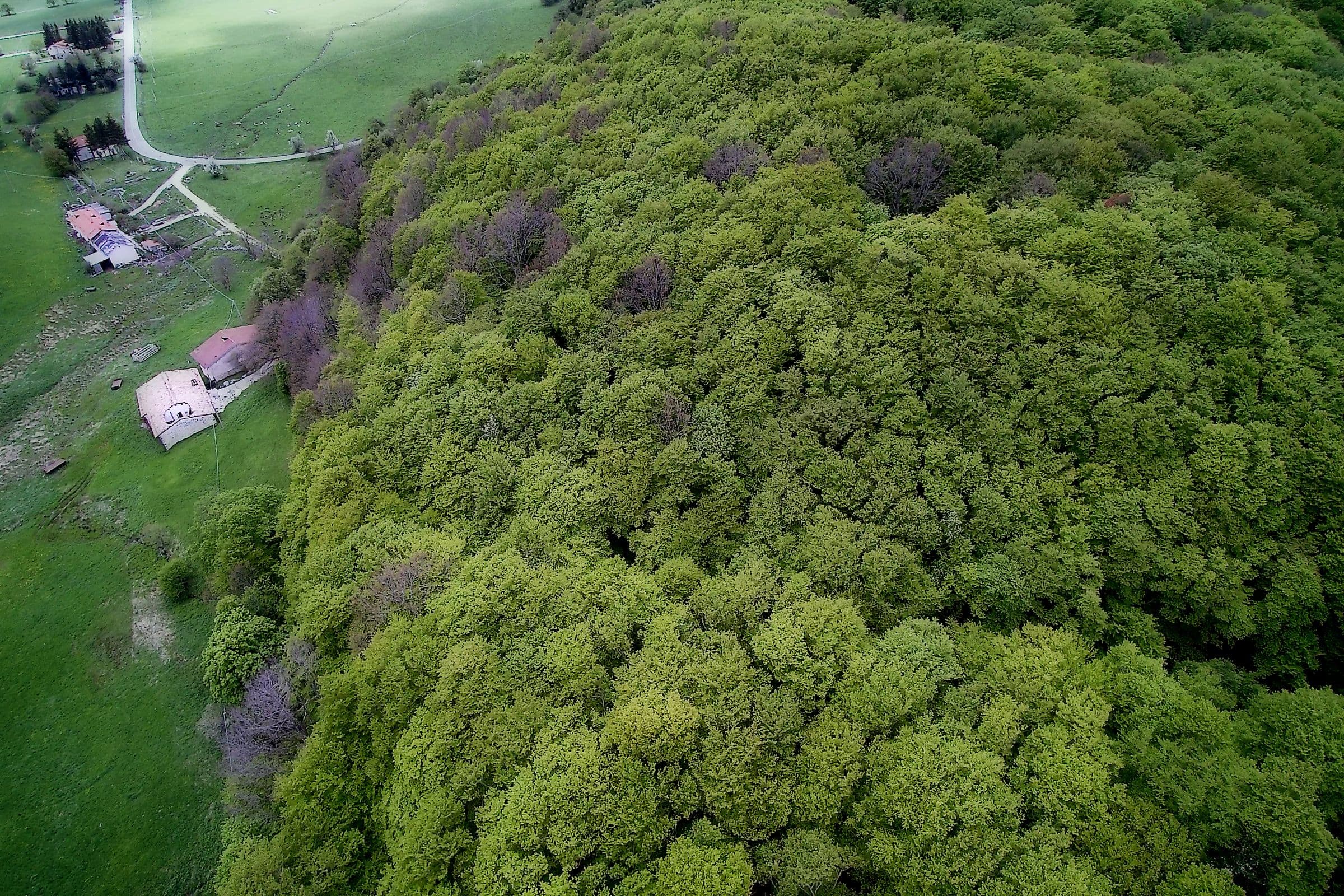 st-anthony-church-forest.jpg