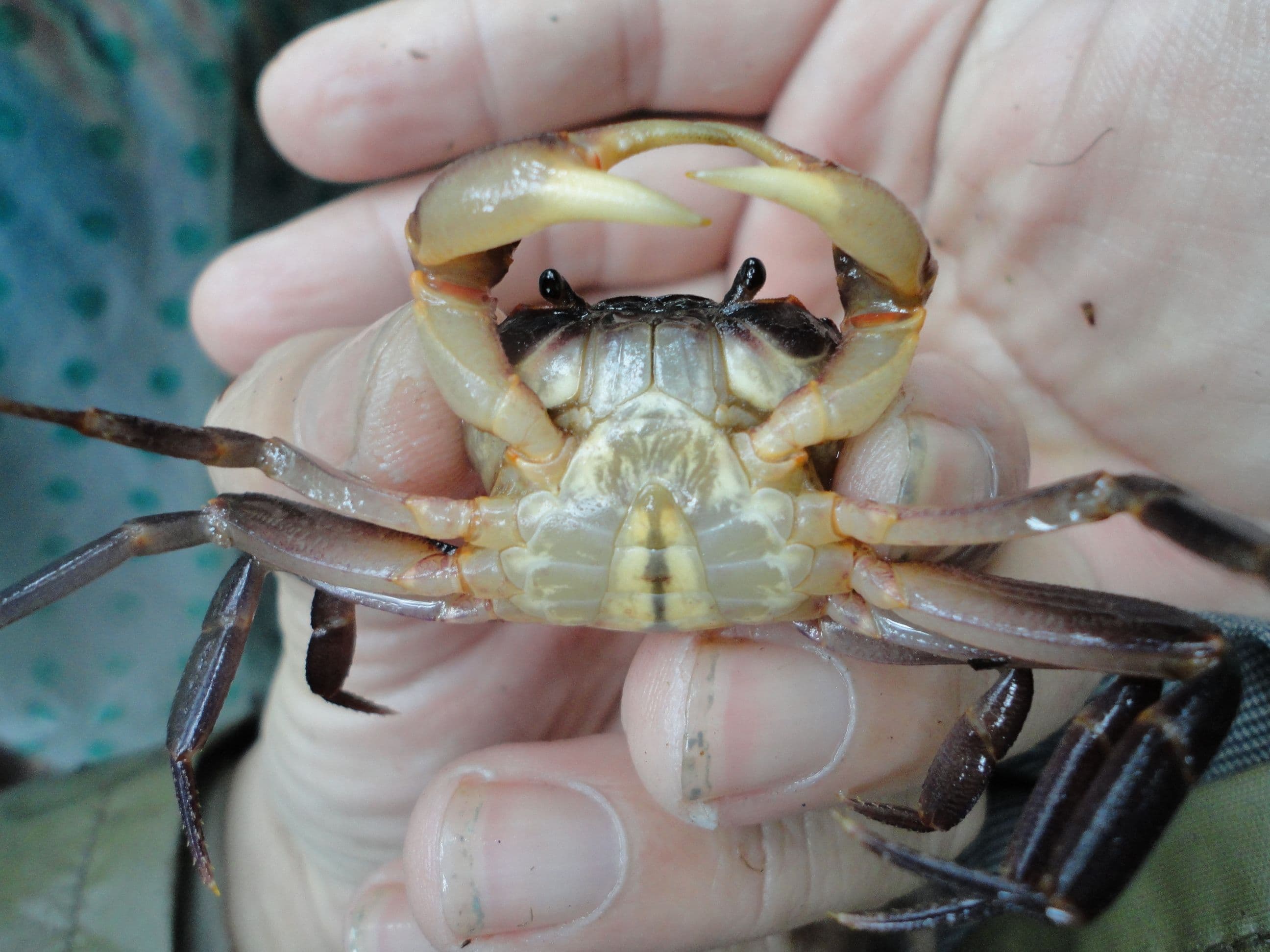 stream-crab.JPG