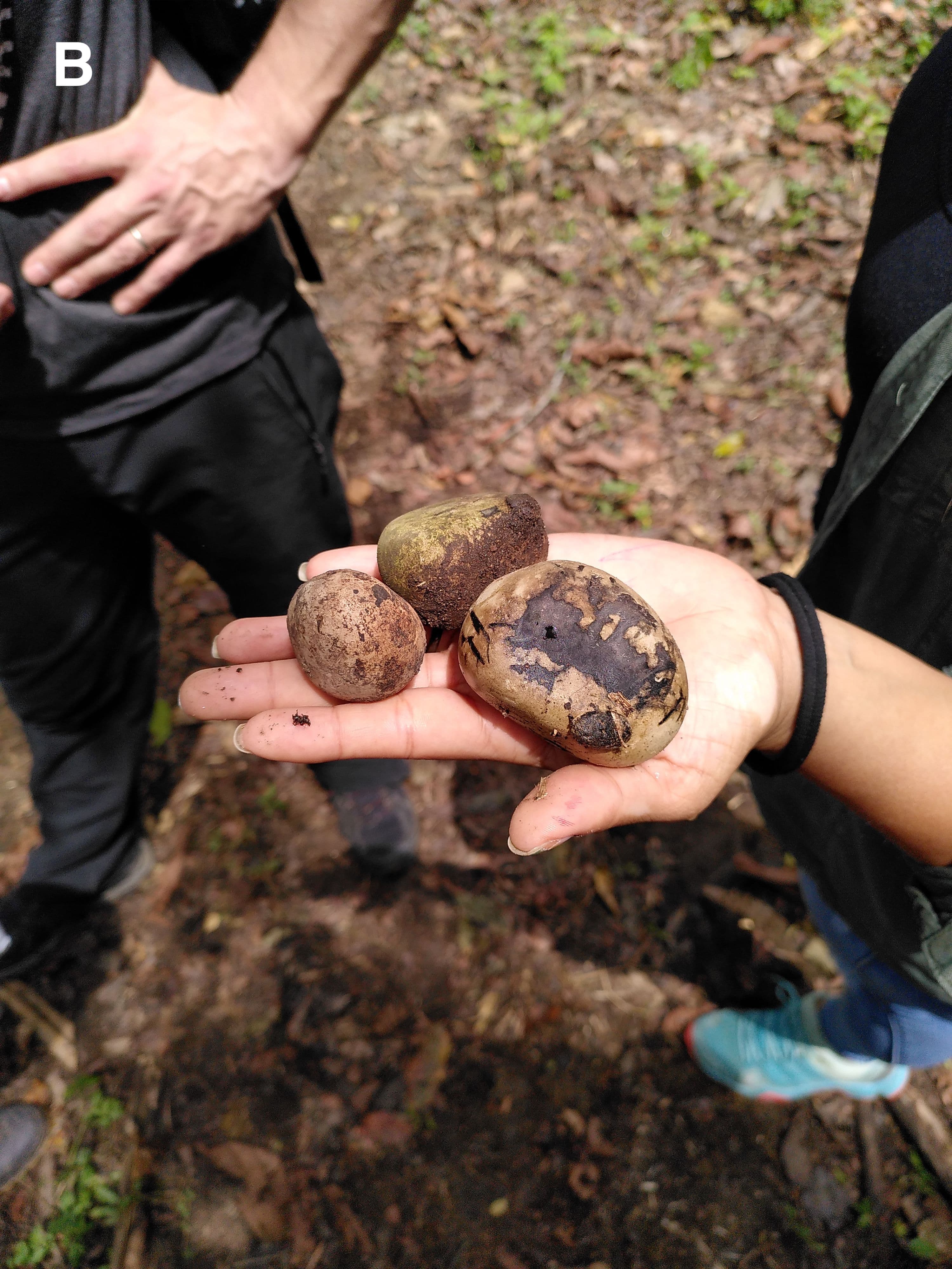 tagua-seeds.jpg