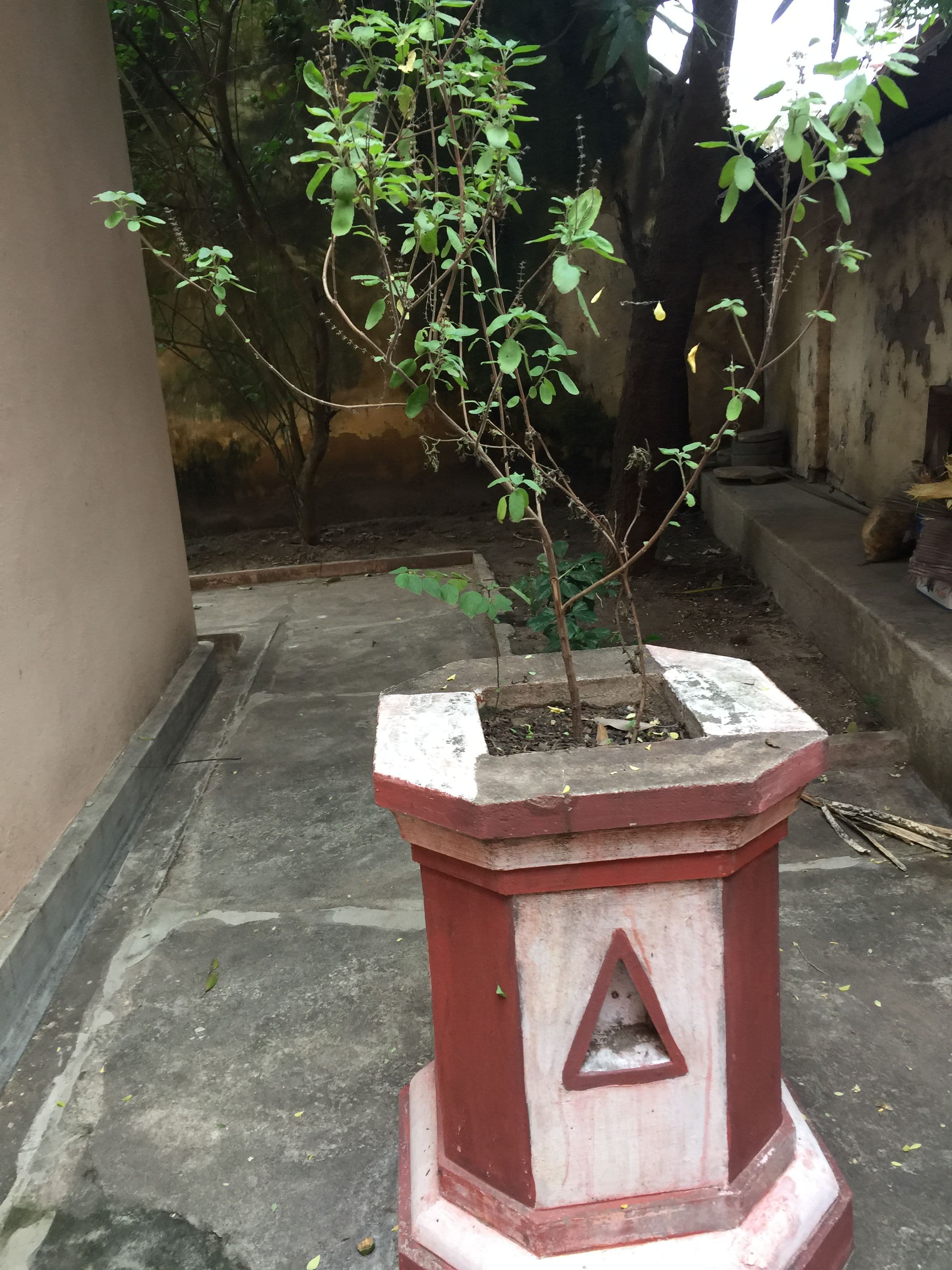 tulsi-plant.JPG