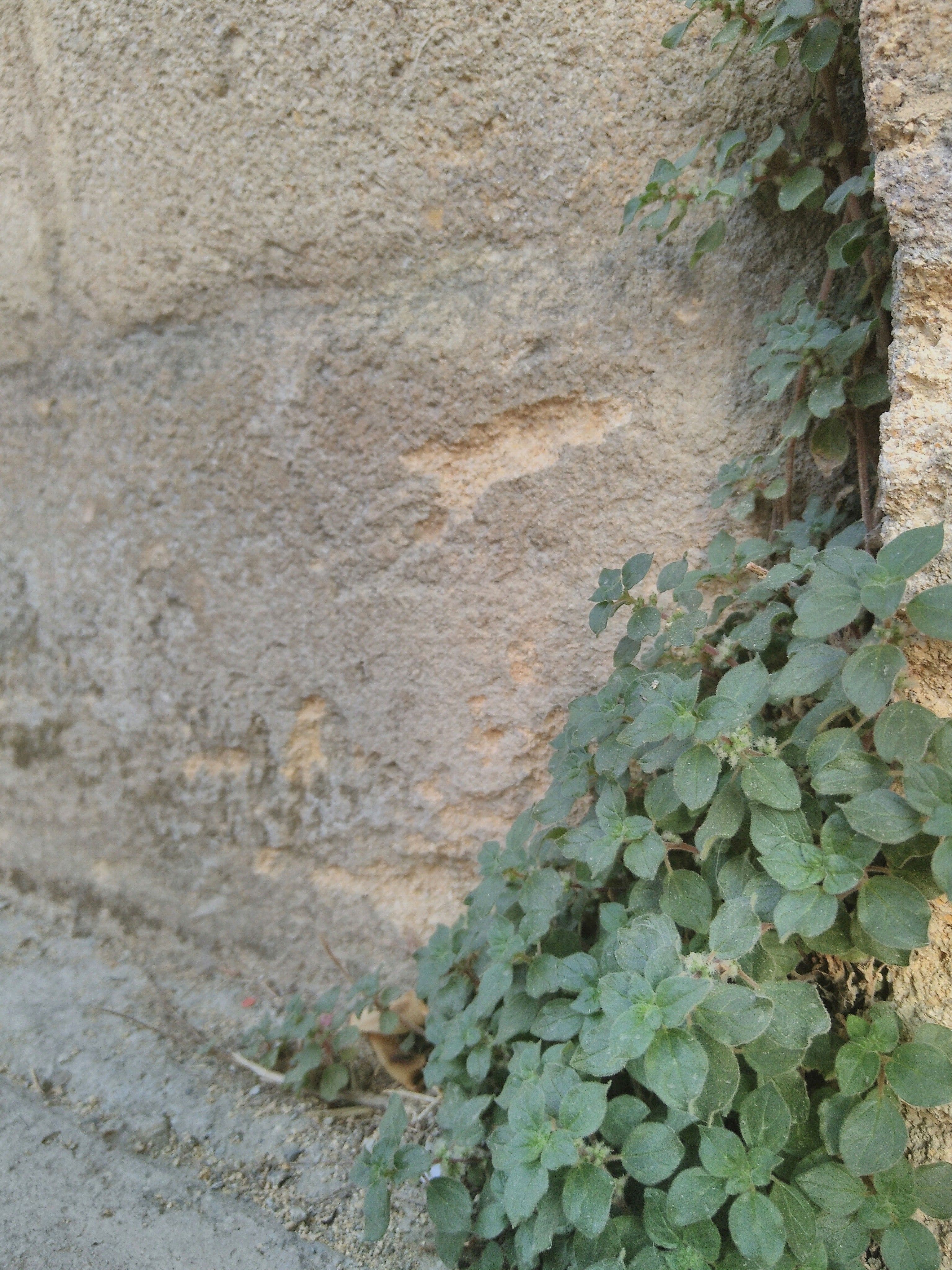 weeds-wall.jpg