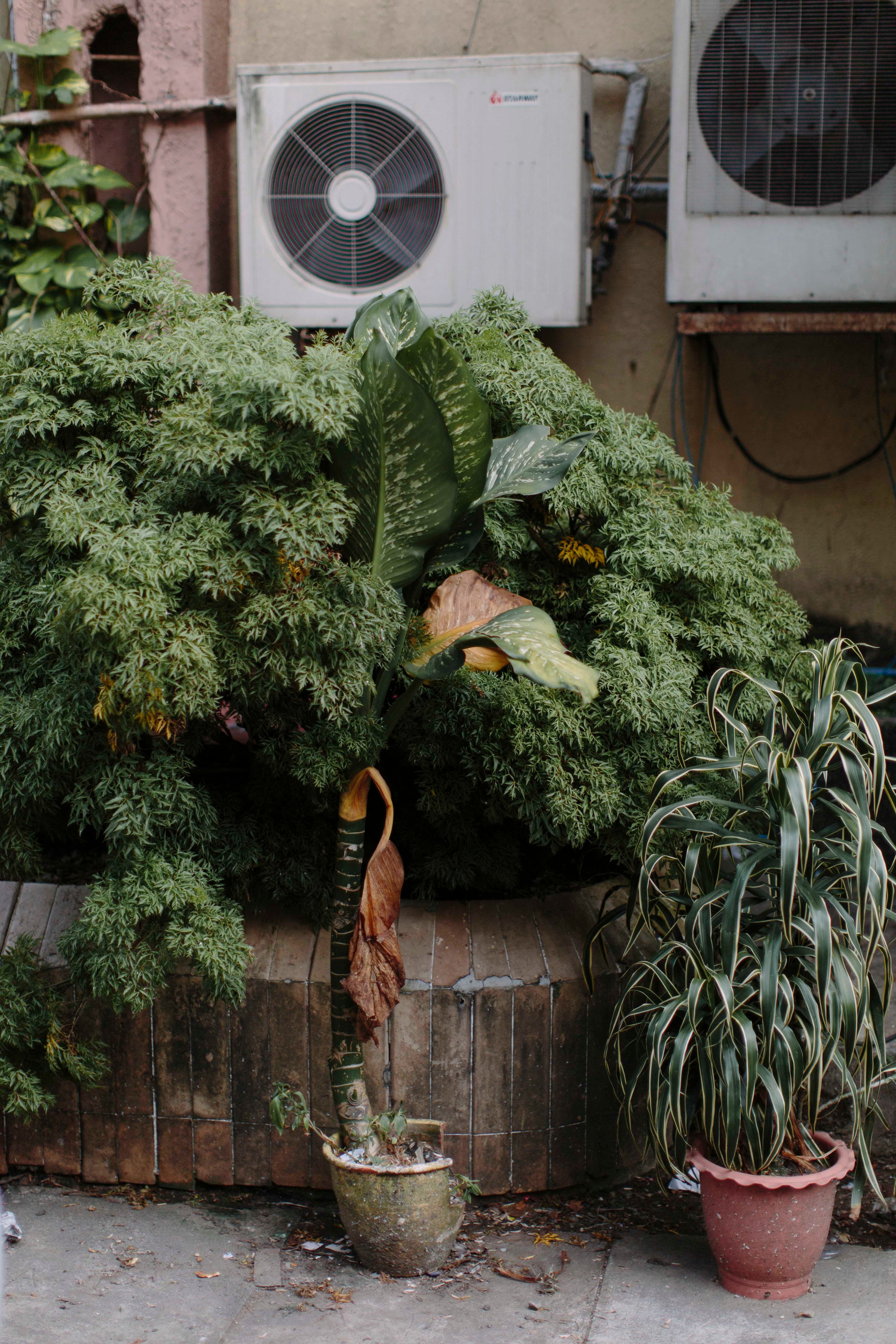 yangon-plants-bushes.jpg