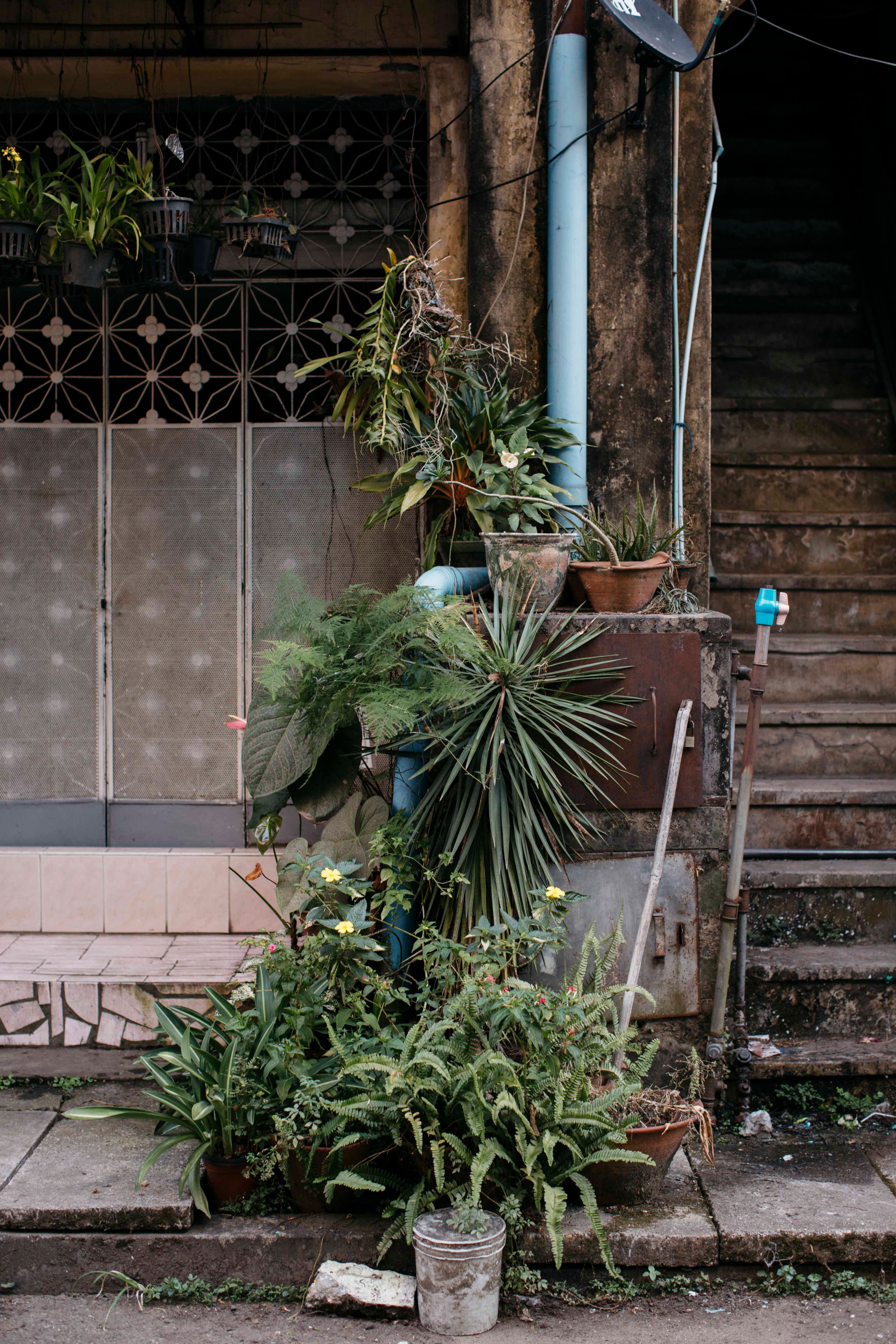 yangon-plants-by-stairs.jpg