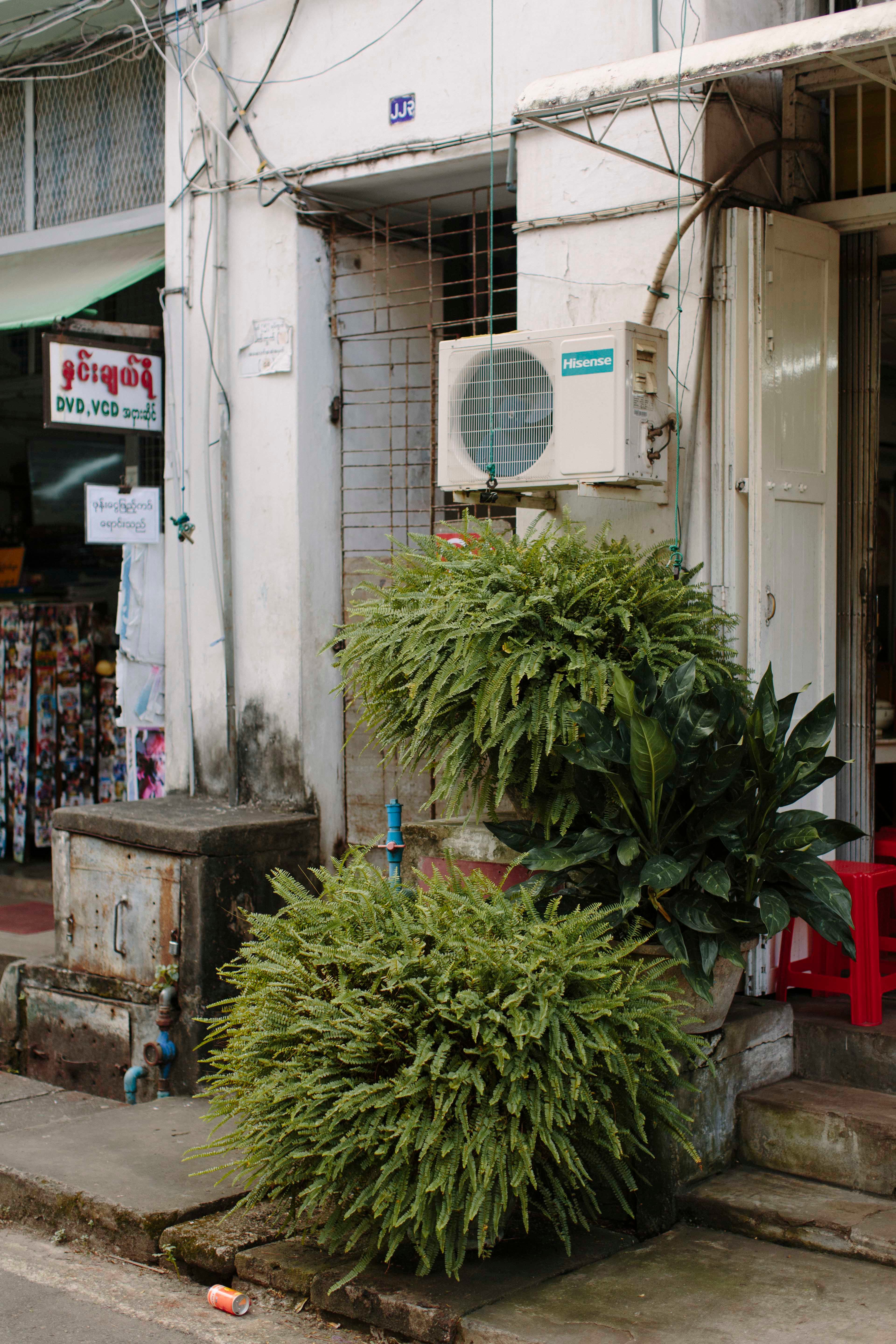 yangon-plants-by-street.jpg