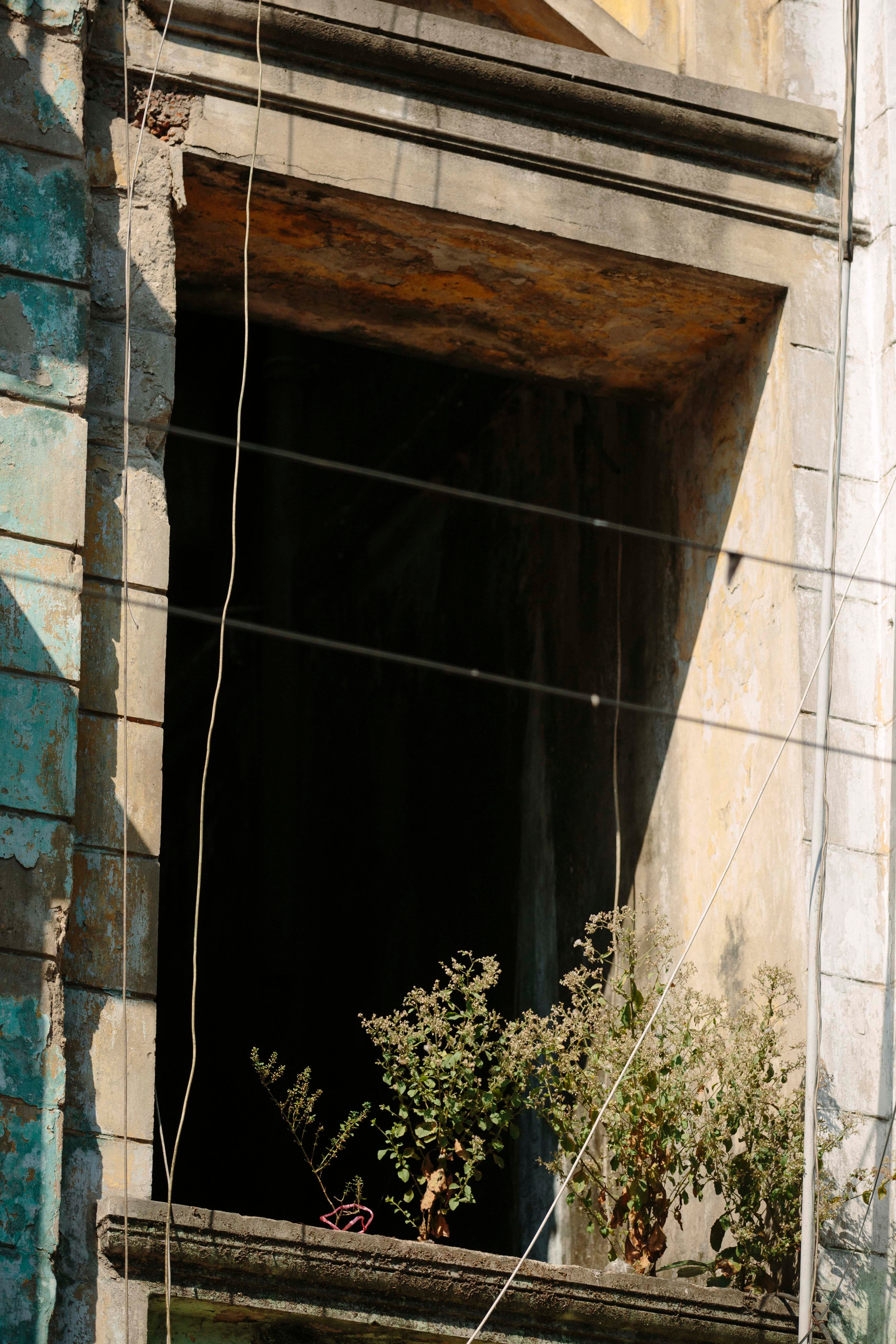 yangon-plants-chiaroscuro.jpg
