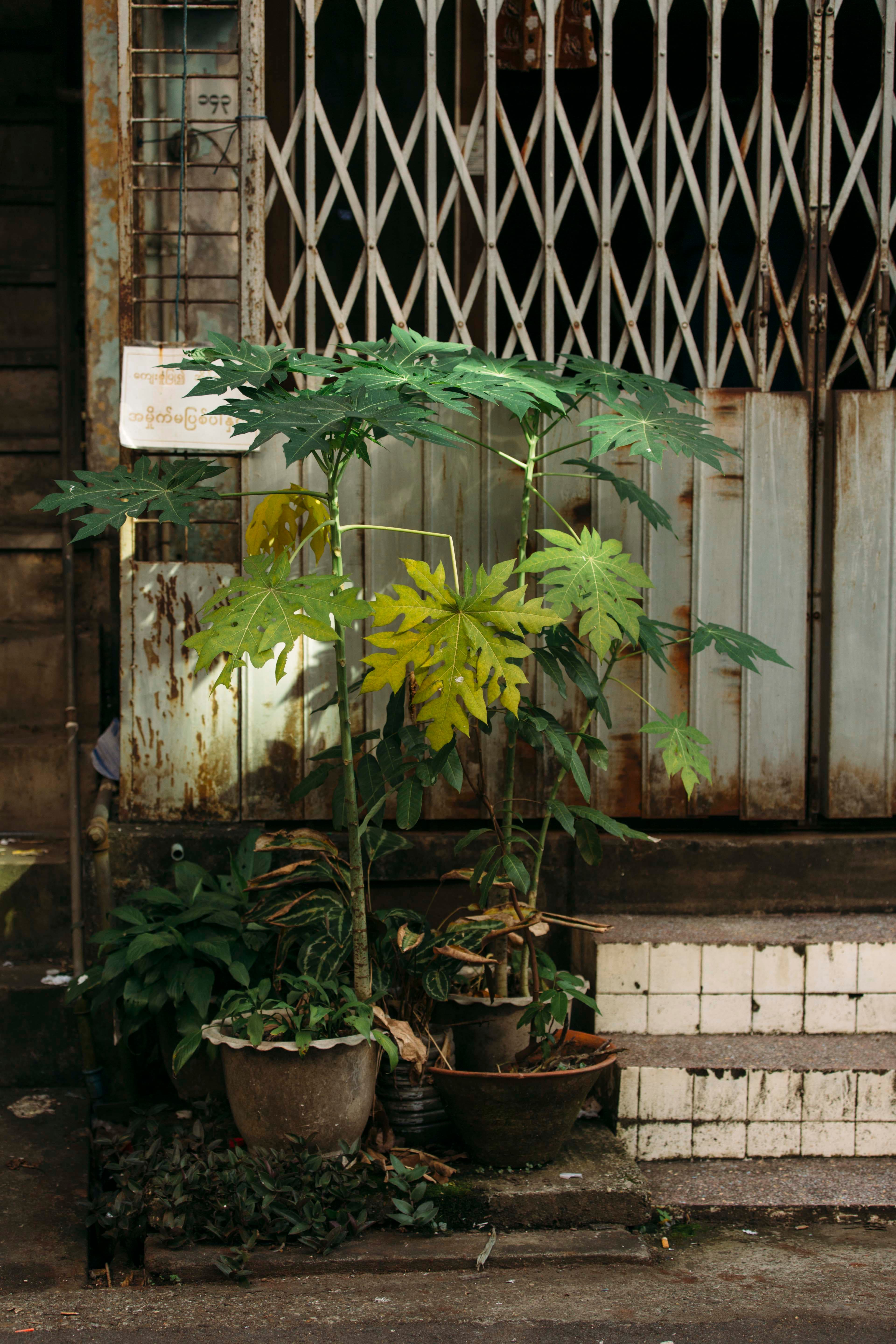 yangon-plants-derelict-gate.jpg
