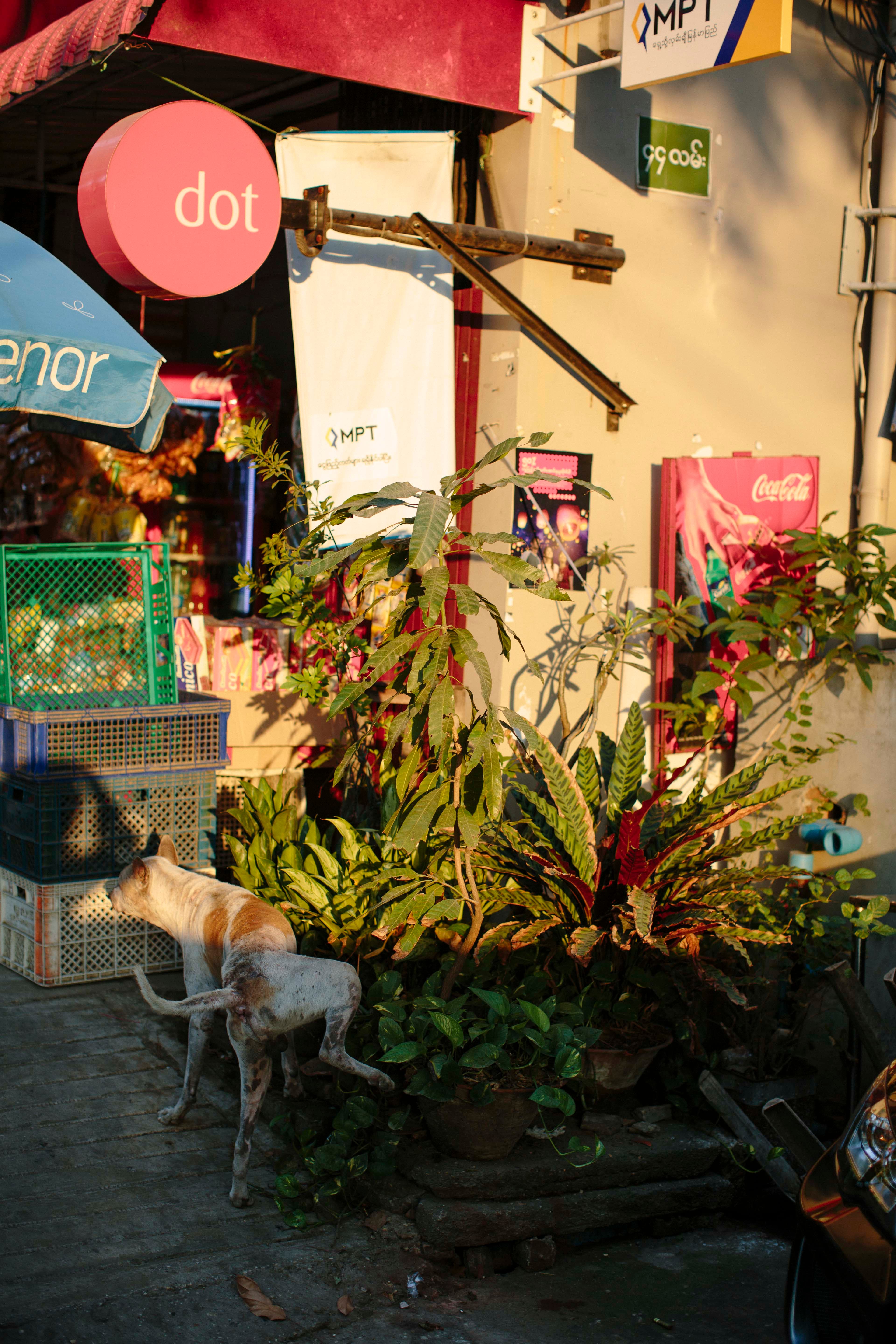 yangon-plants-dog.jpg