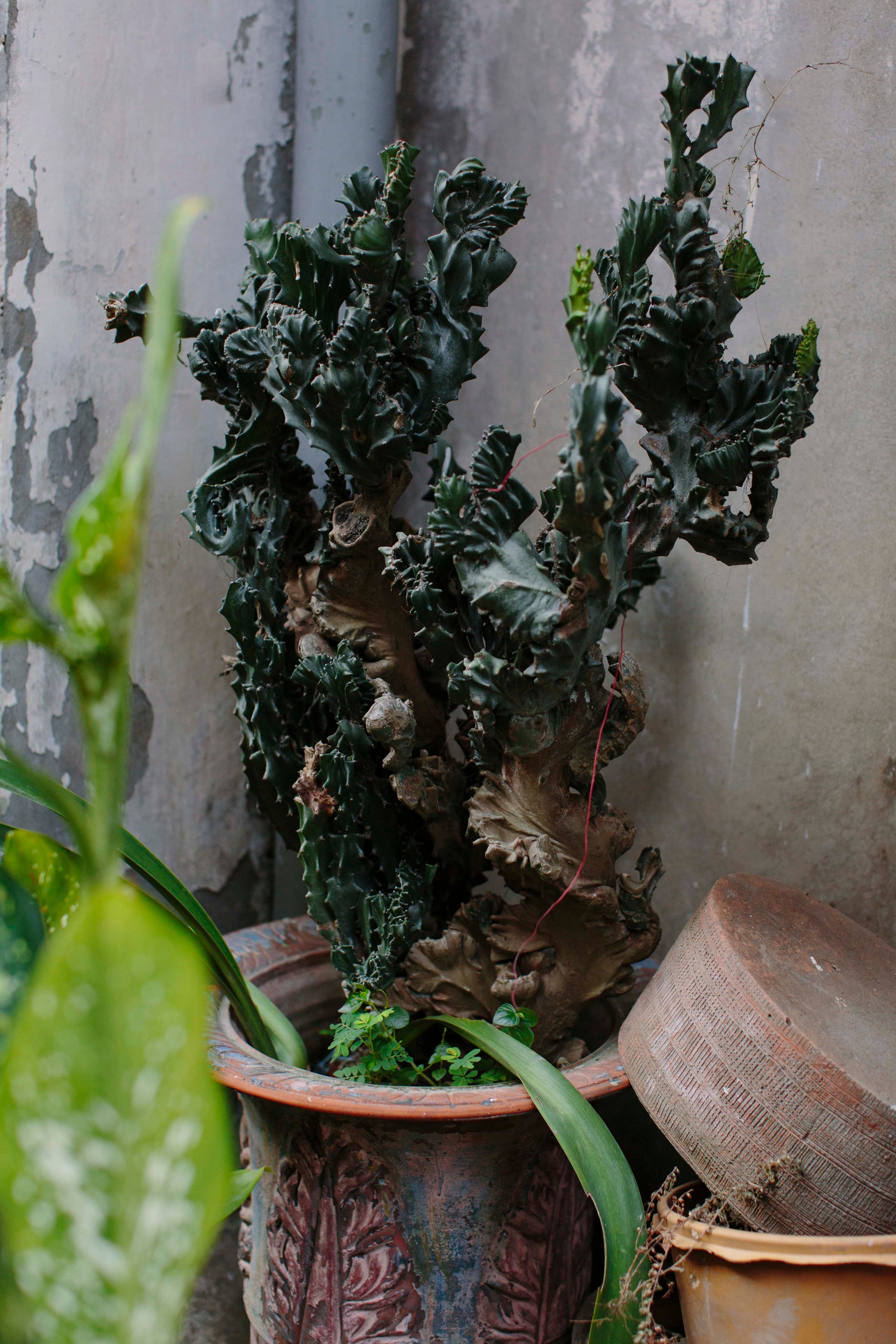 yangon-potted-plant.jpg