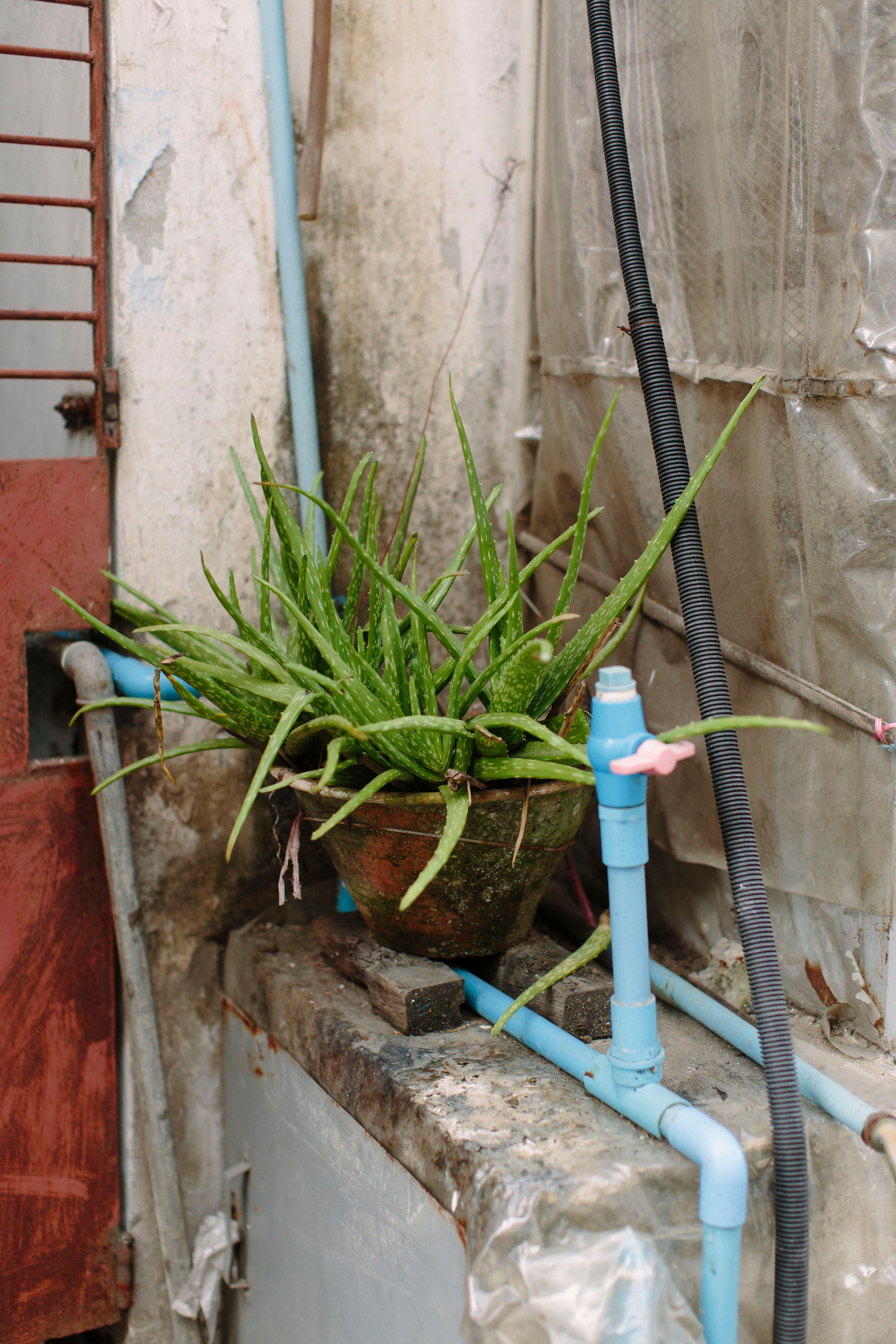 yangon-succulent.jpg
