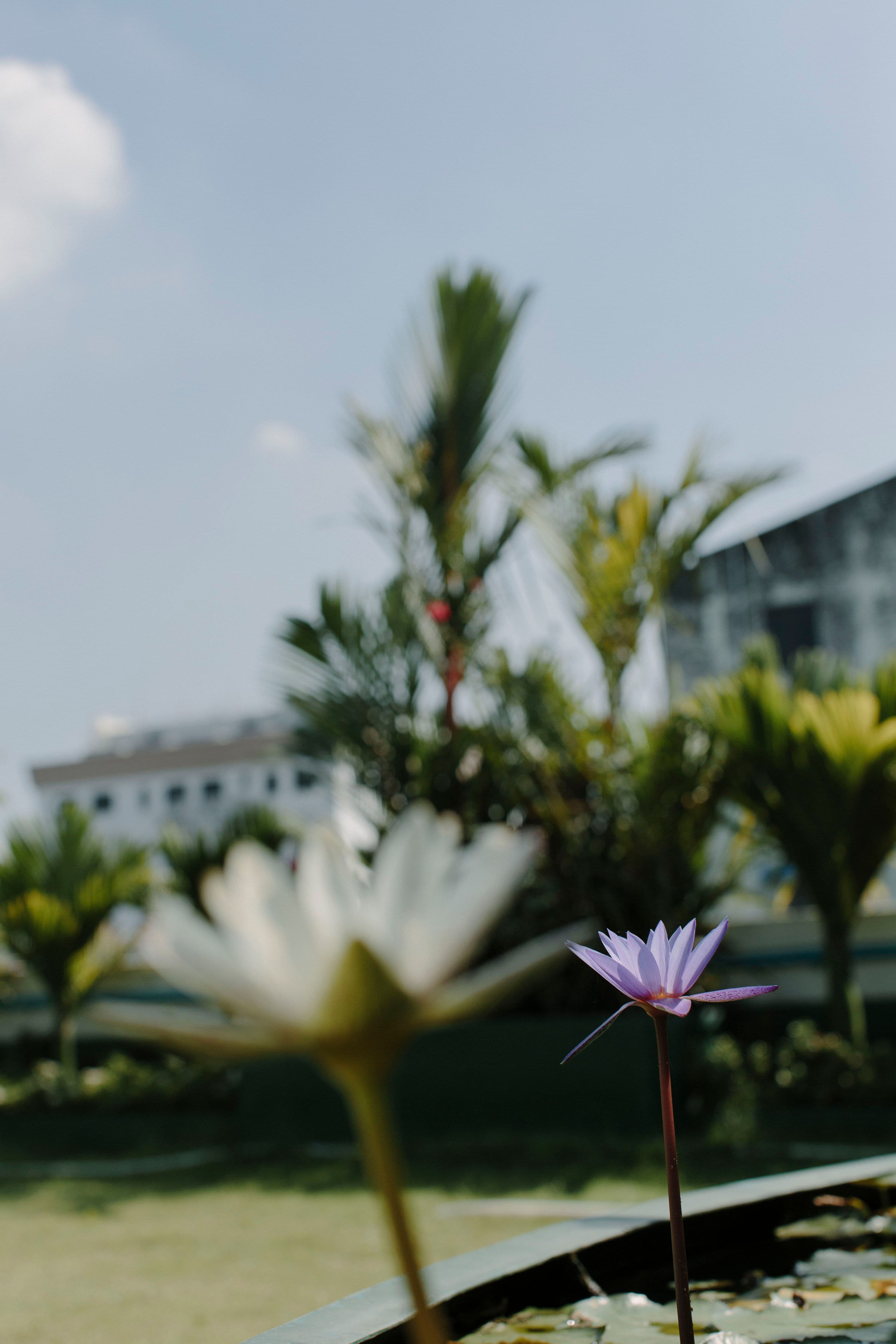 yangon-water-lilies.jpg