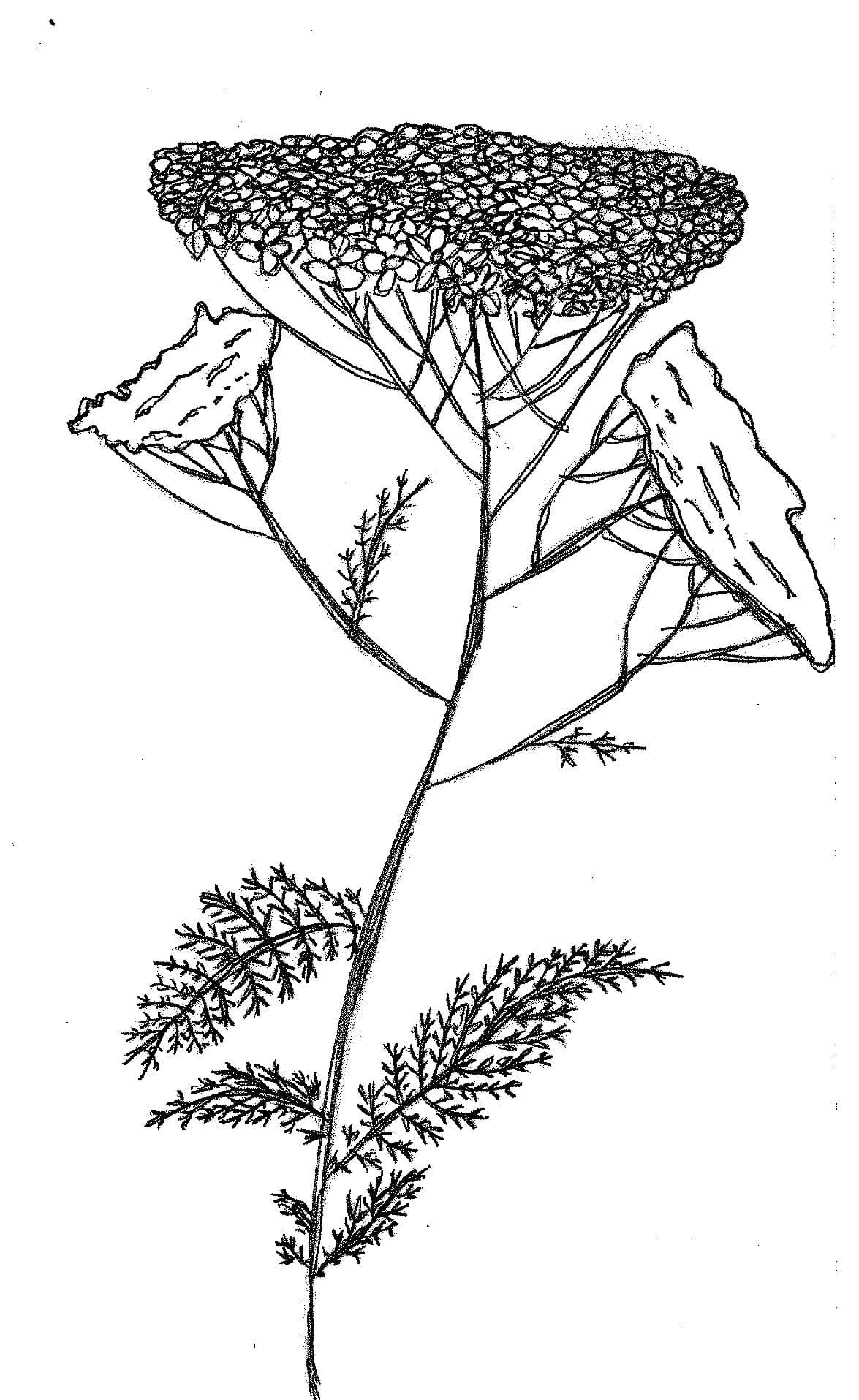 yarrow-sketch.jpg