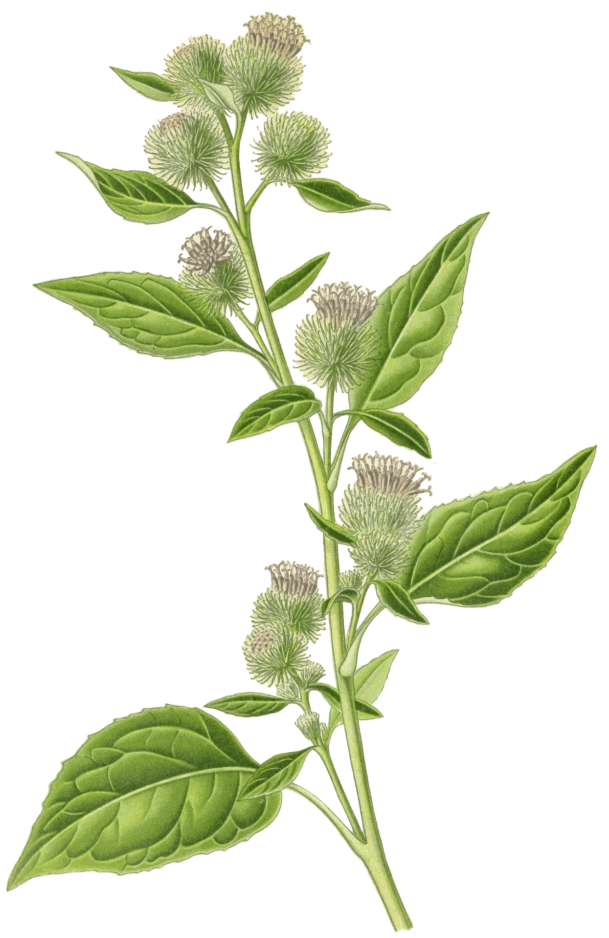 arctium-lappa.png