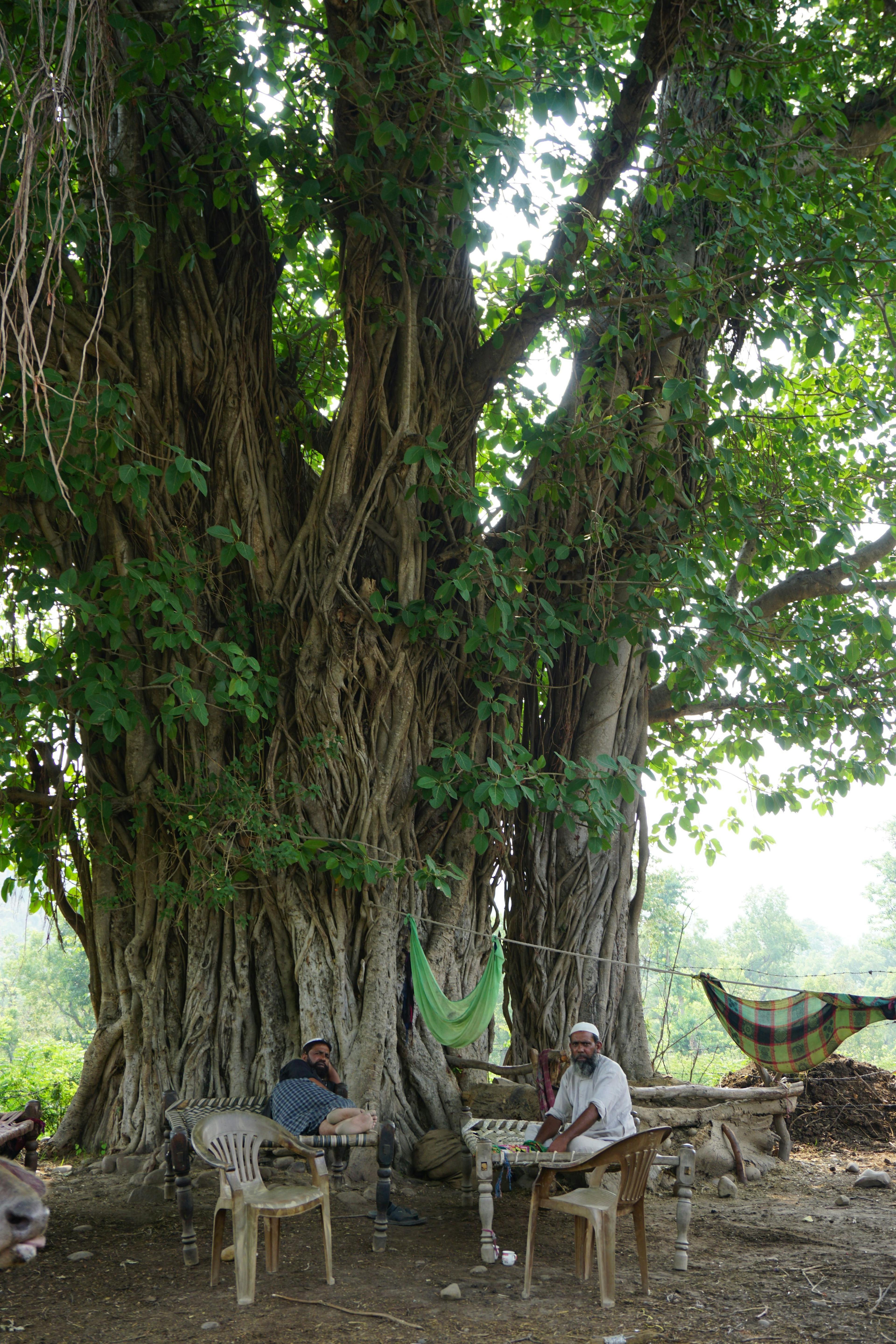 banyan-tree.JPG