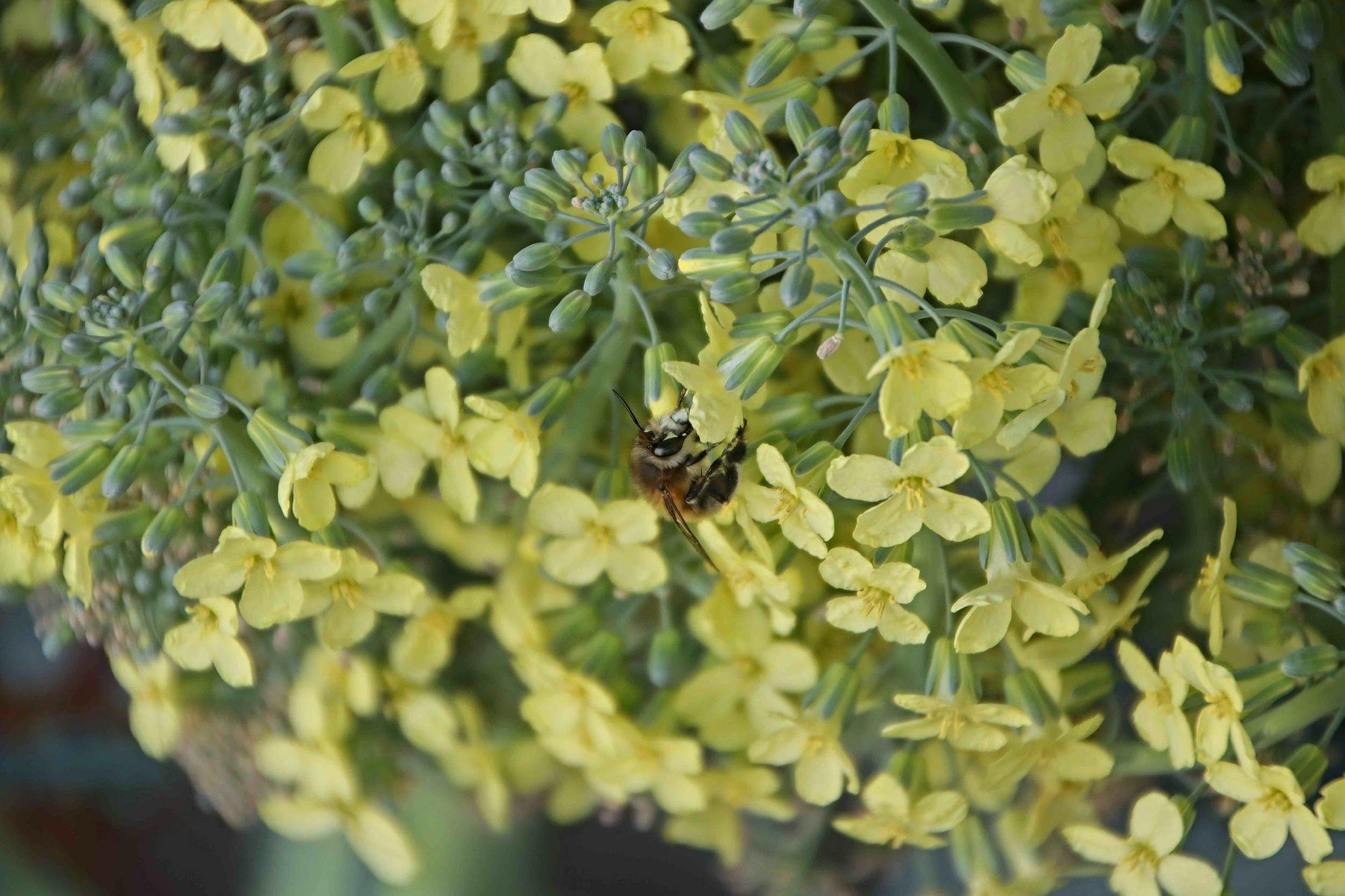bee-amongst-broccoli-flowers.jpeg
