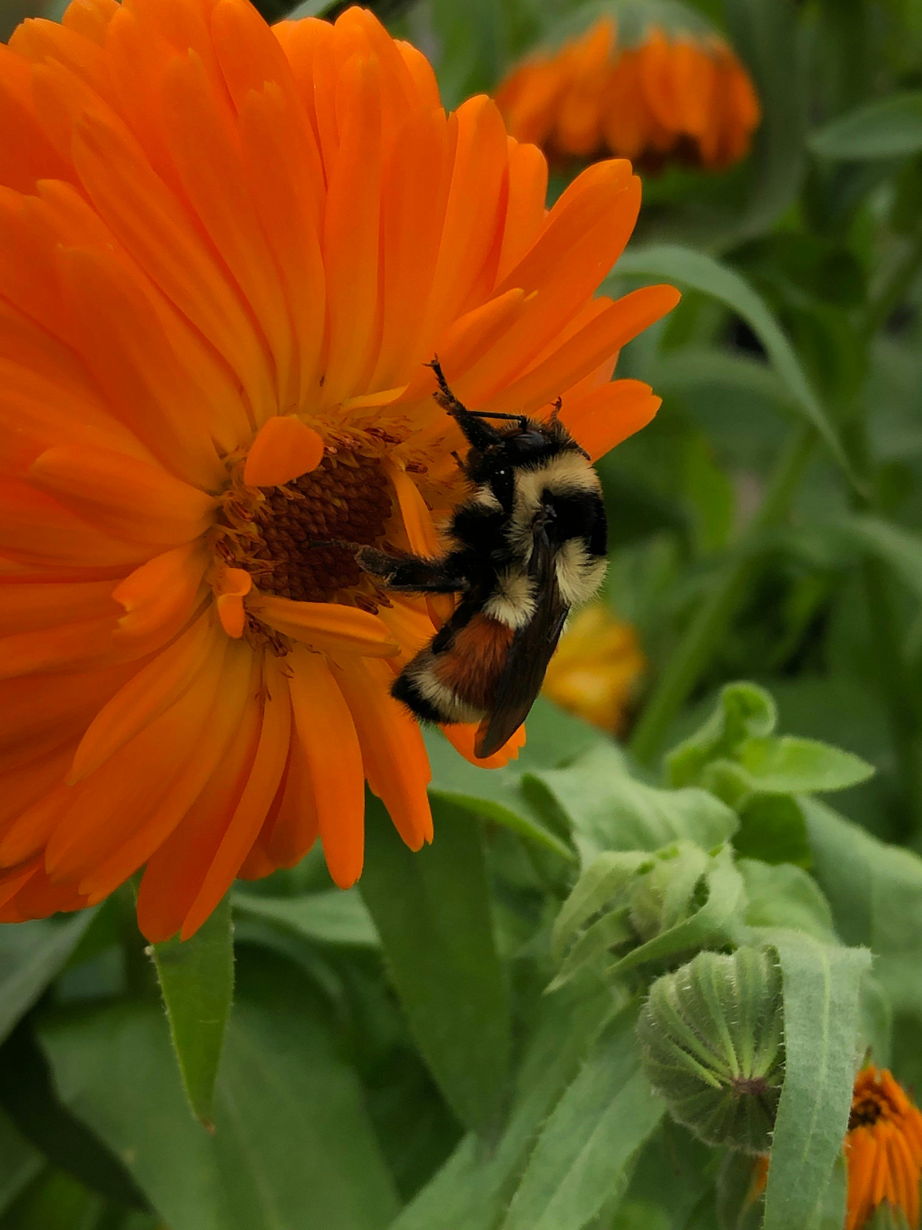 bee-and-calendula.jpg